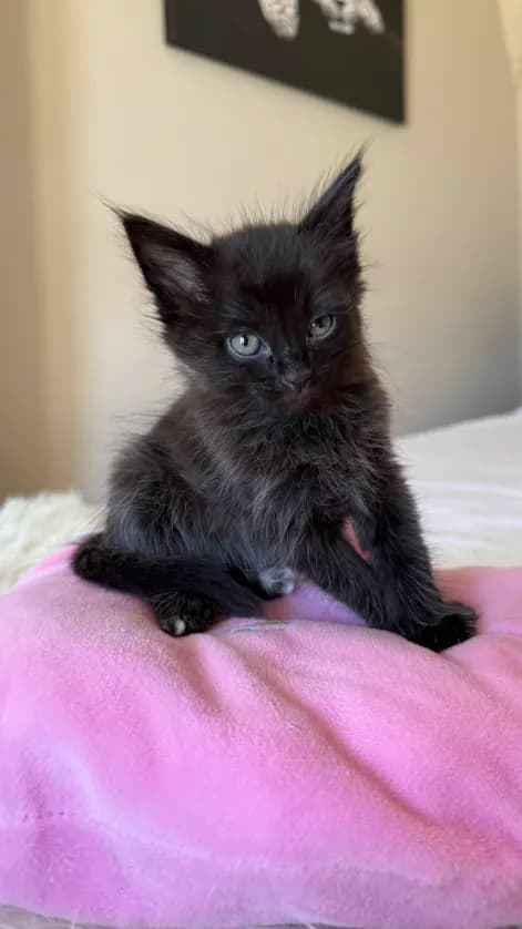 Photo de Chaton noir