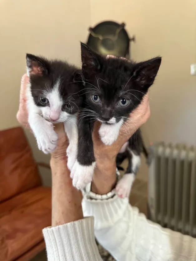 Photo de Portée de chatons