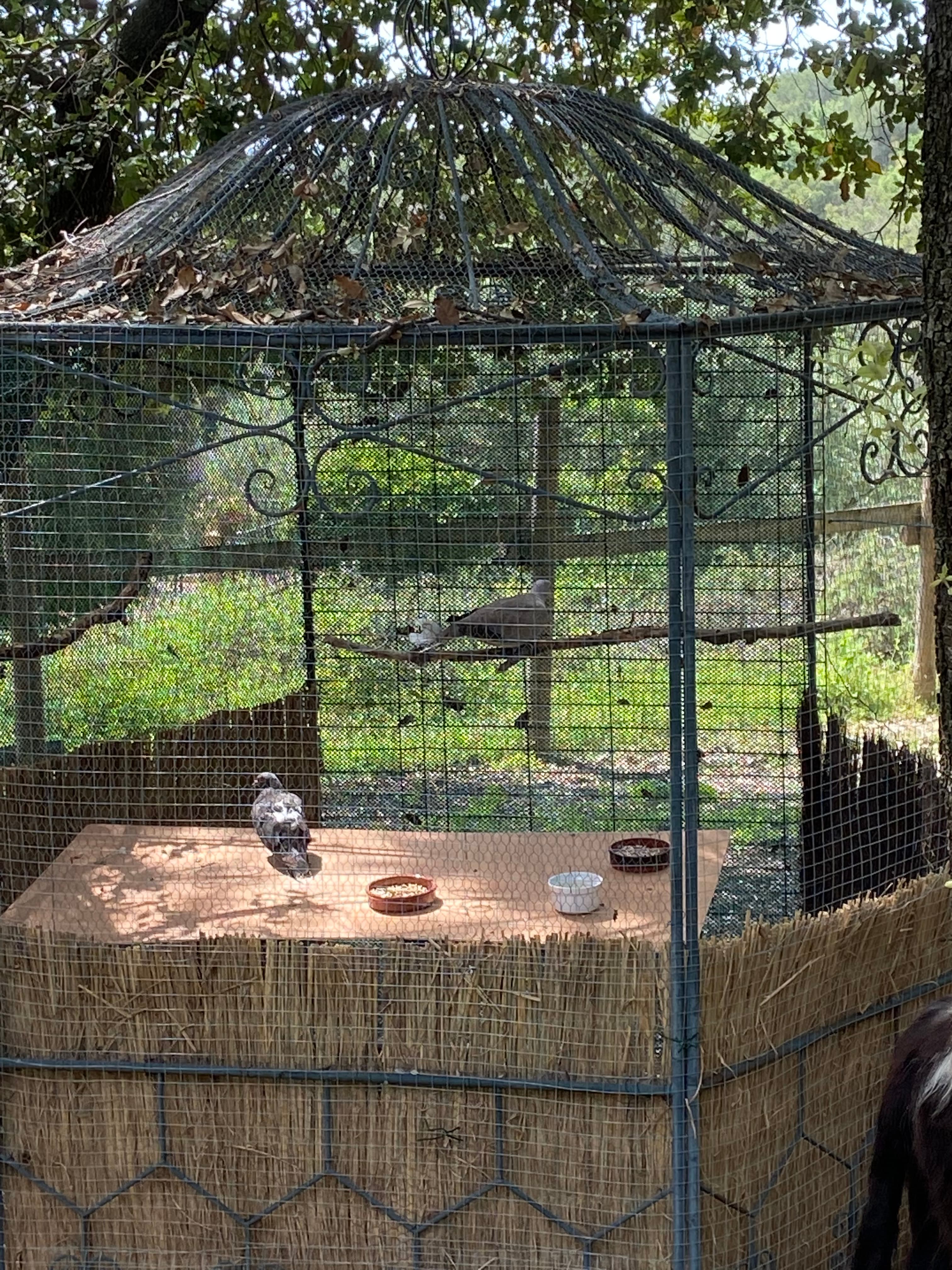 Photo de Tourterelles