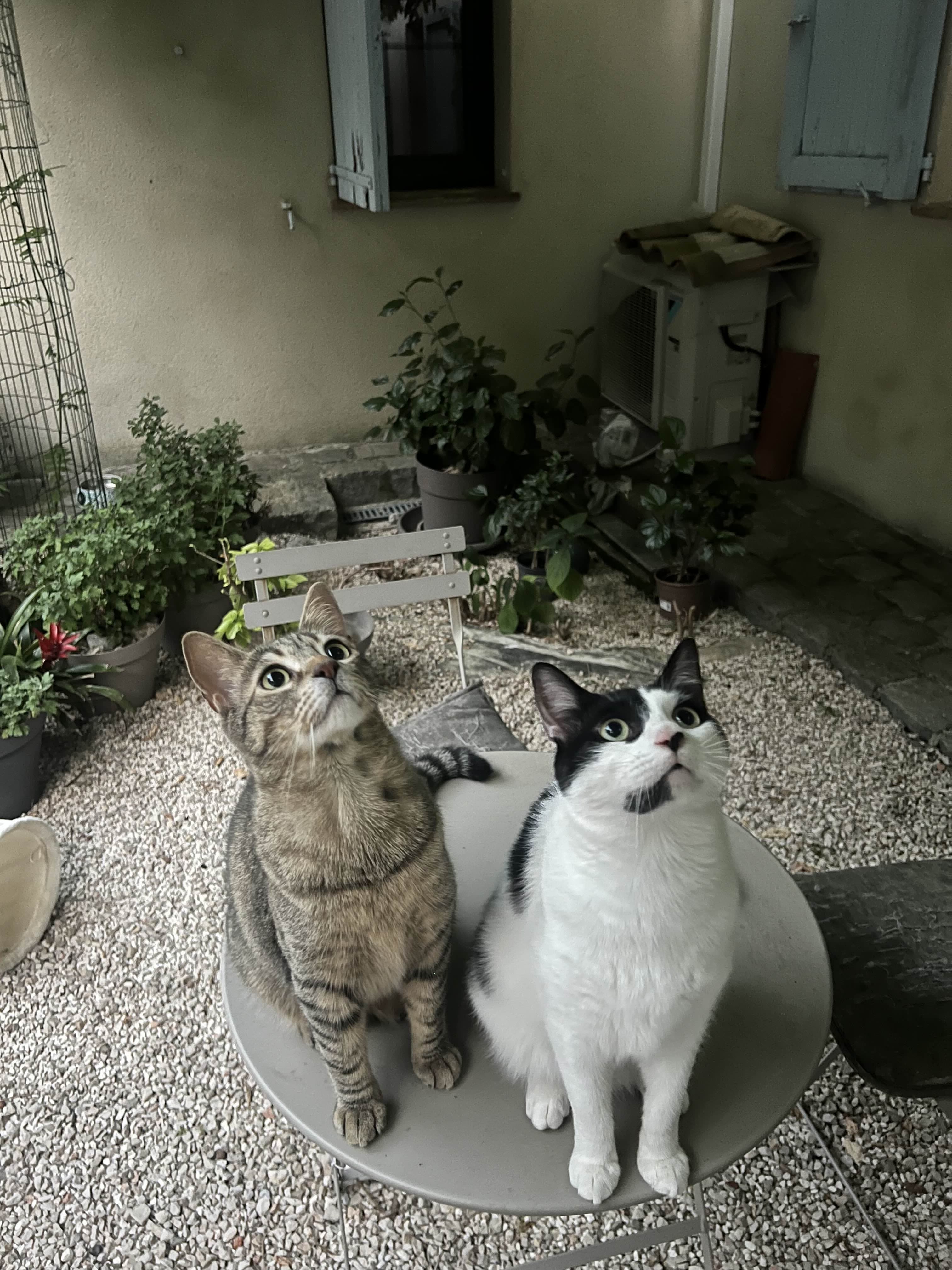 Photo de nos compagnons