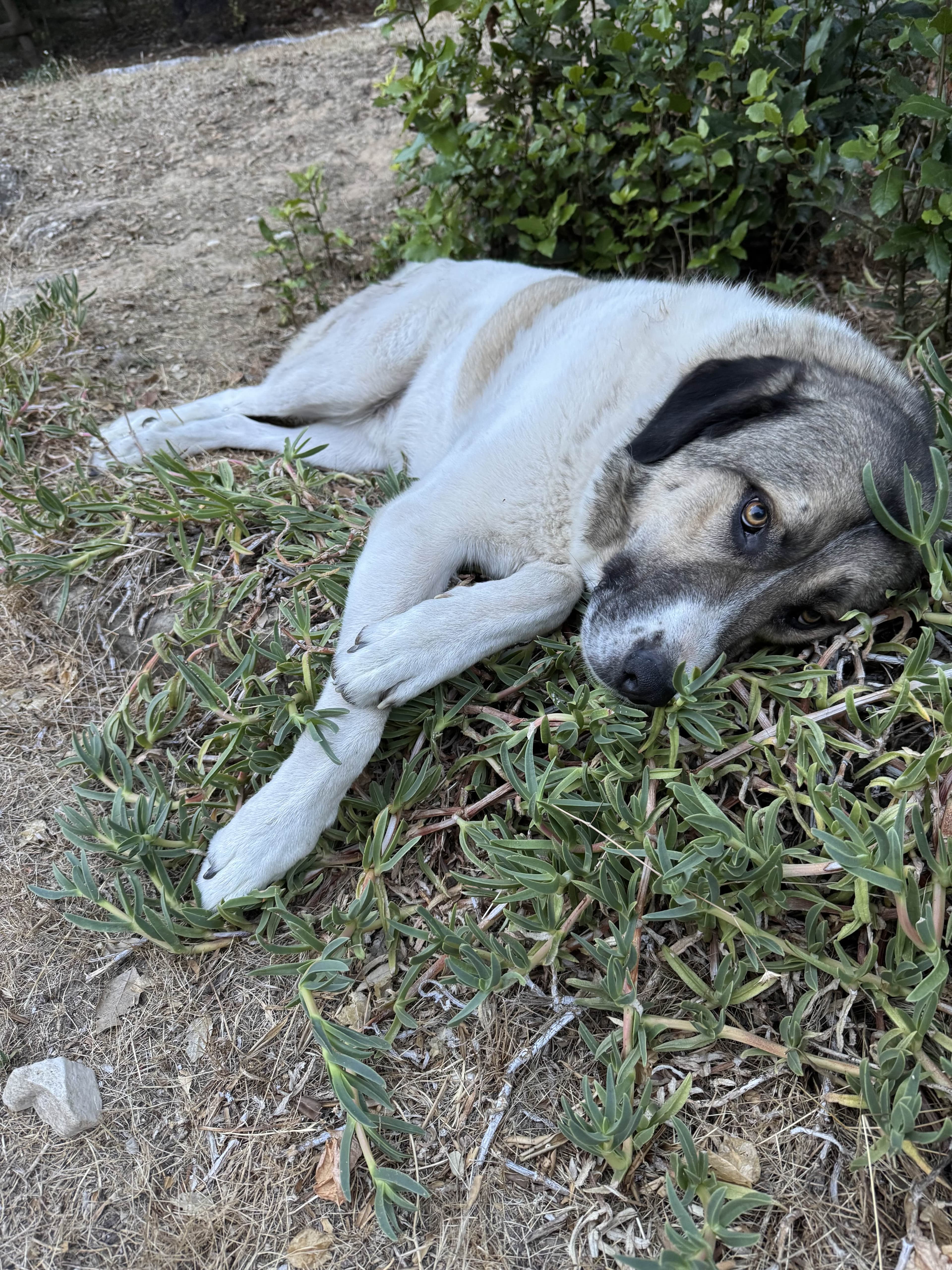 Photo de nos compagnons