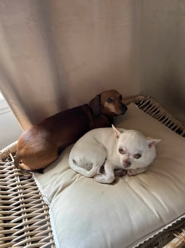 Photo de nos compagnons