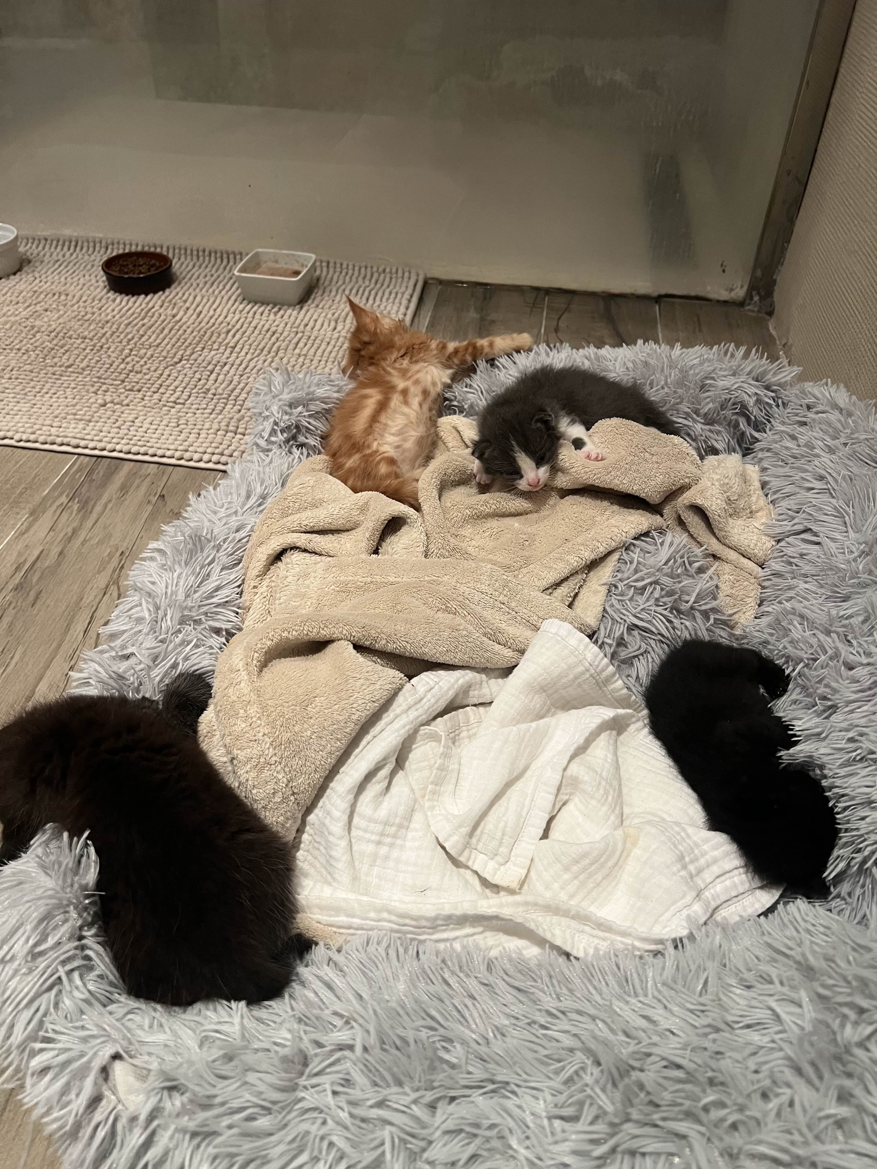 Photo de nos compagnons