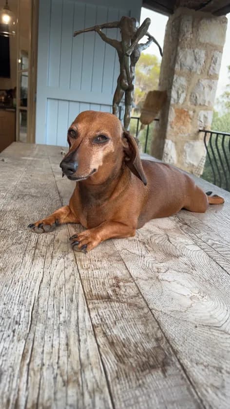 Photo de nos compagnons