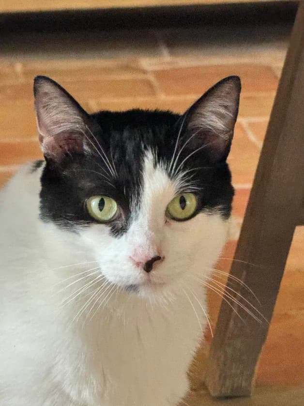 Photo de nos compagnons