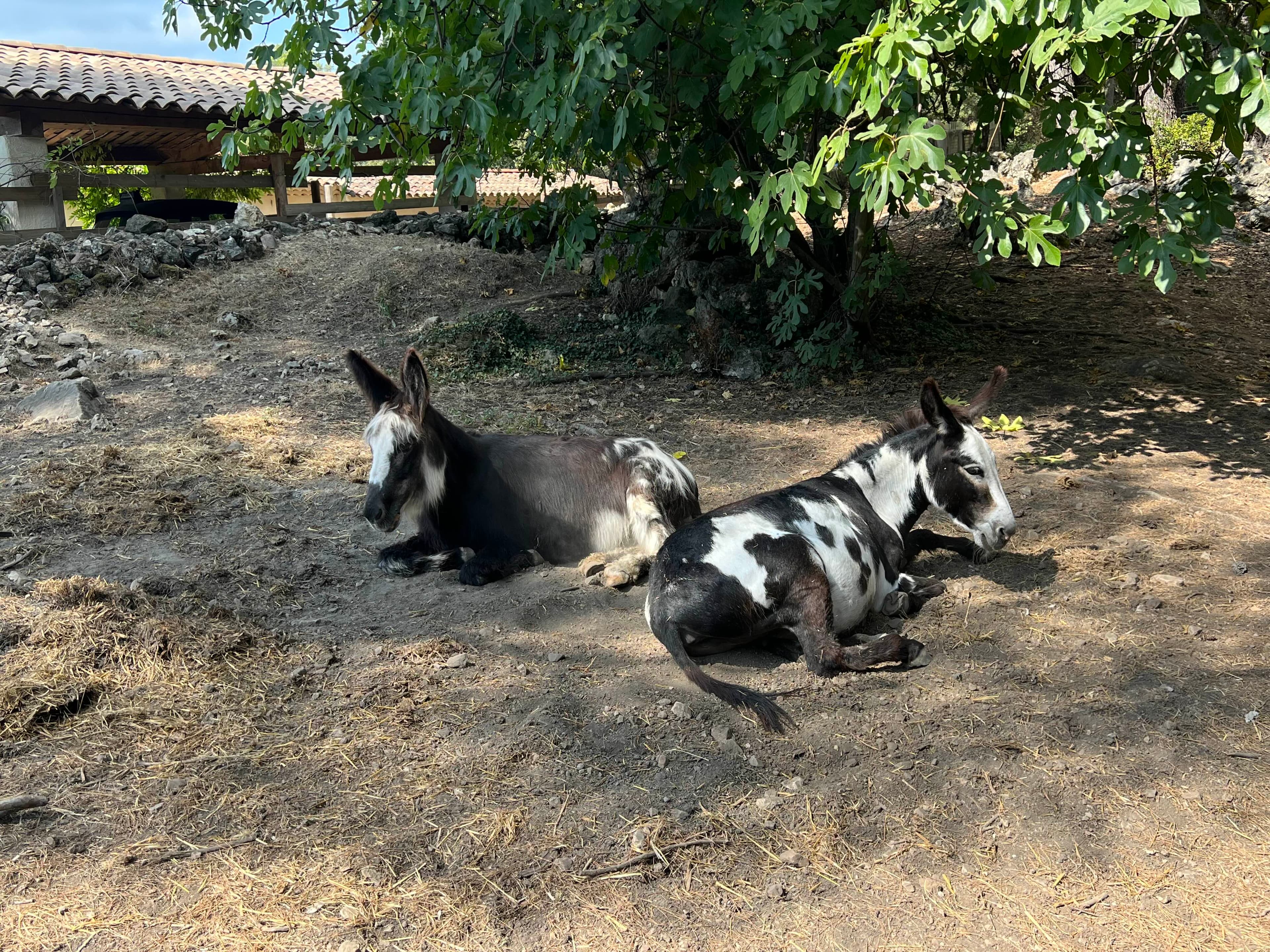 Photo de nos compagnons