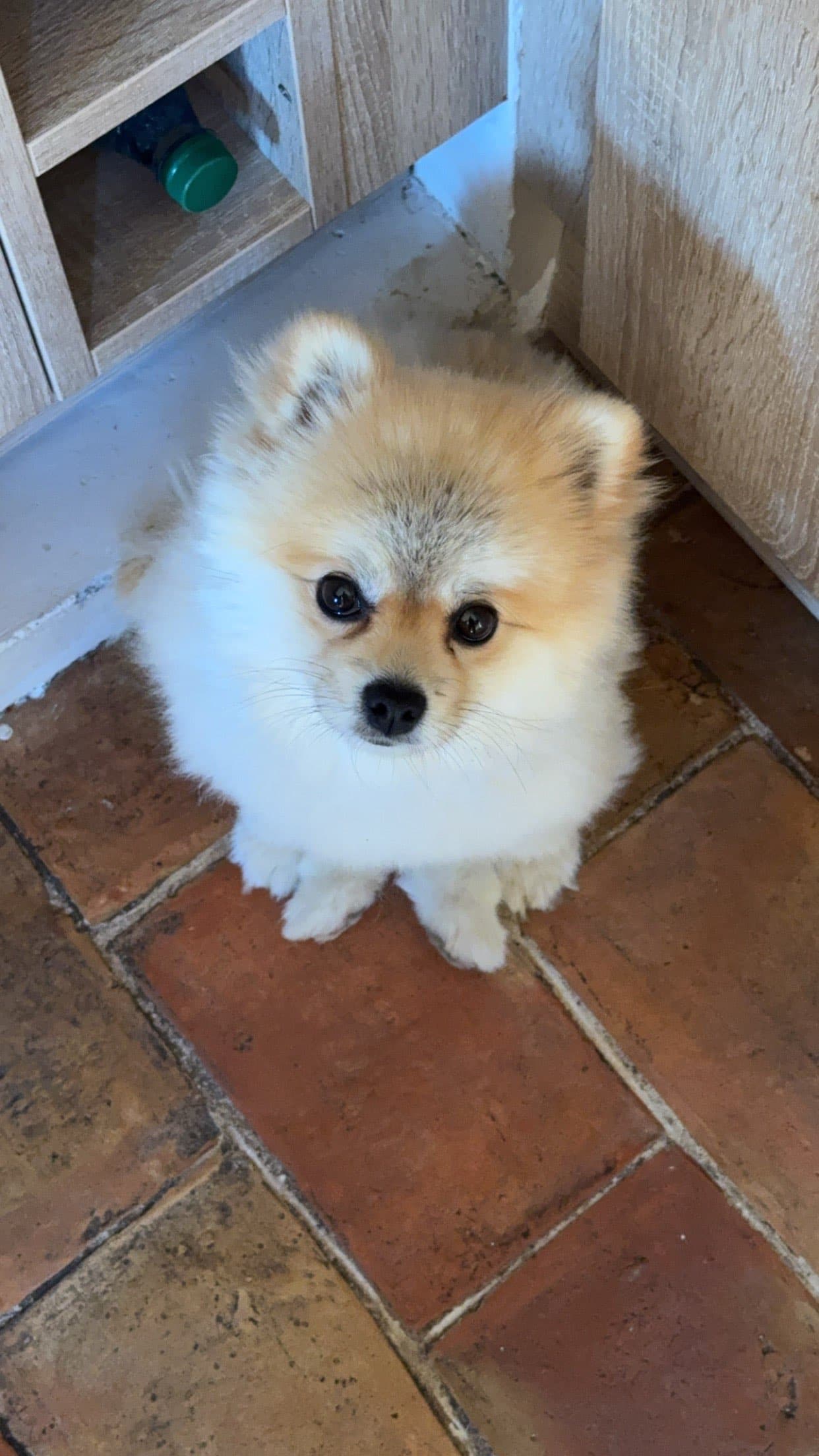 Photo de nos compagnons