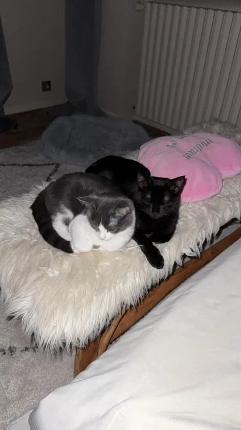 Photo de nos compagnons