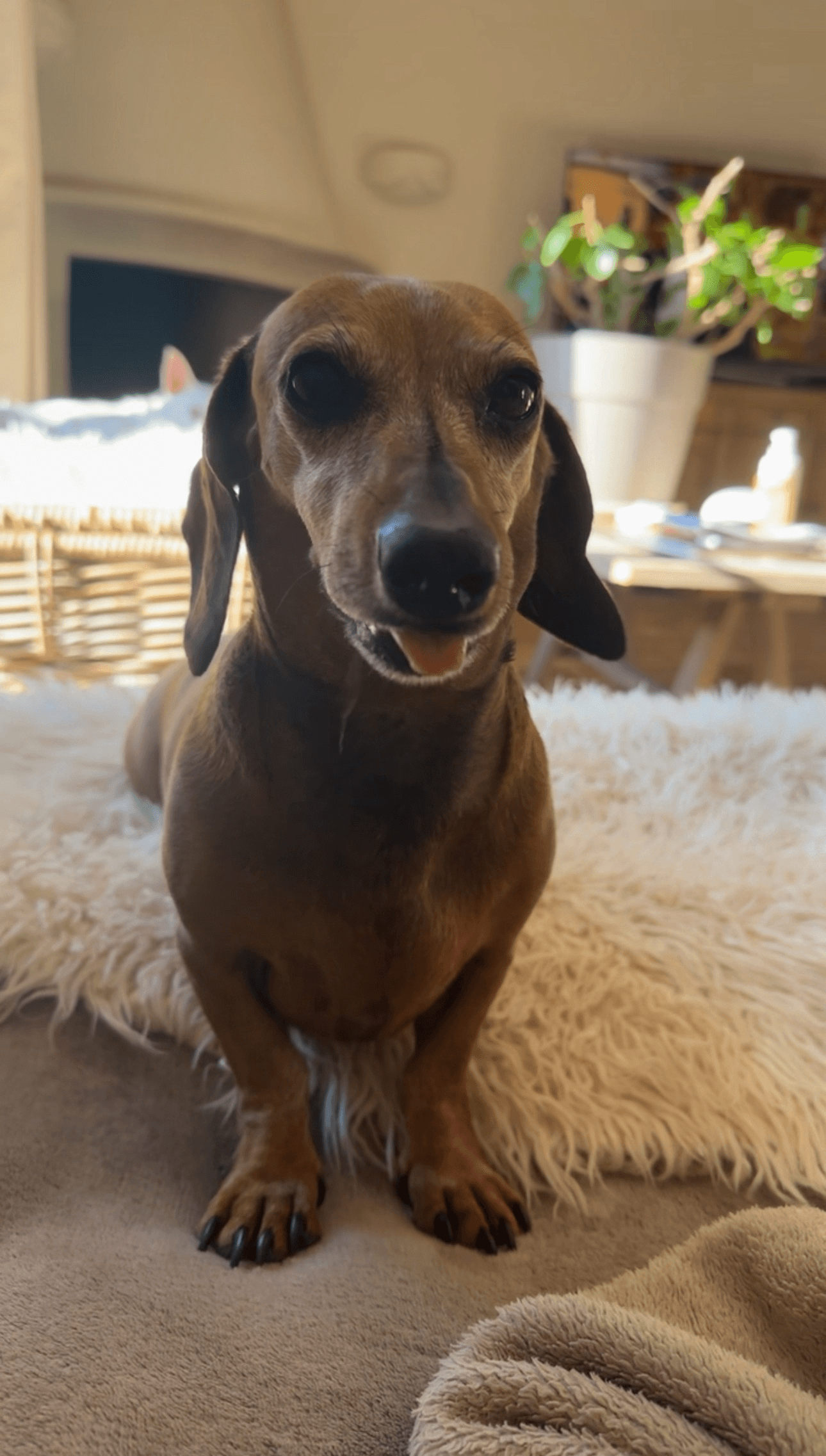 Photo de nos compagnons