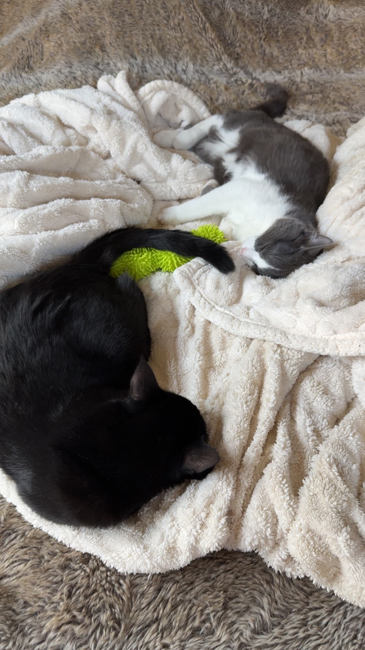 Photo de nos compagnons