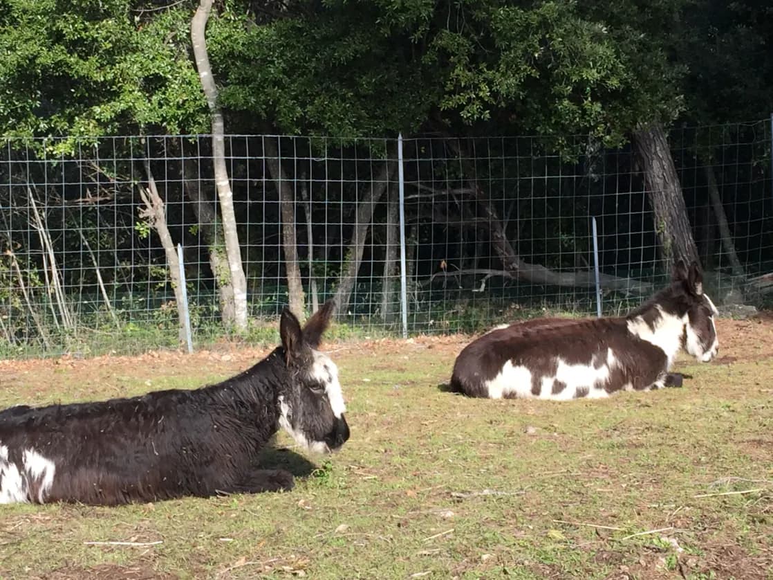 Photo de nos compagnons
