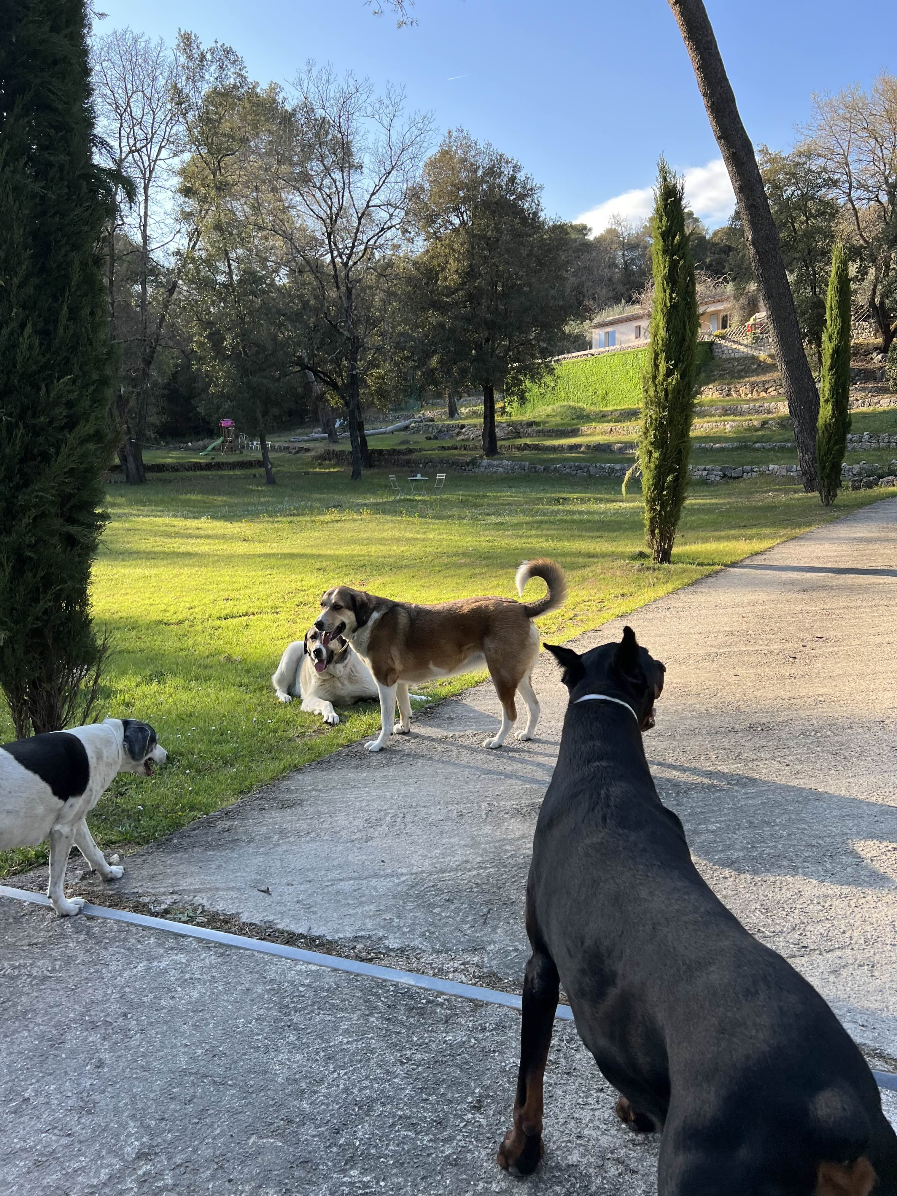 Photo de nos compagnons