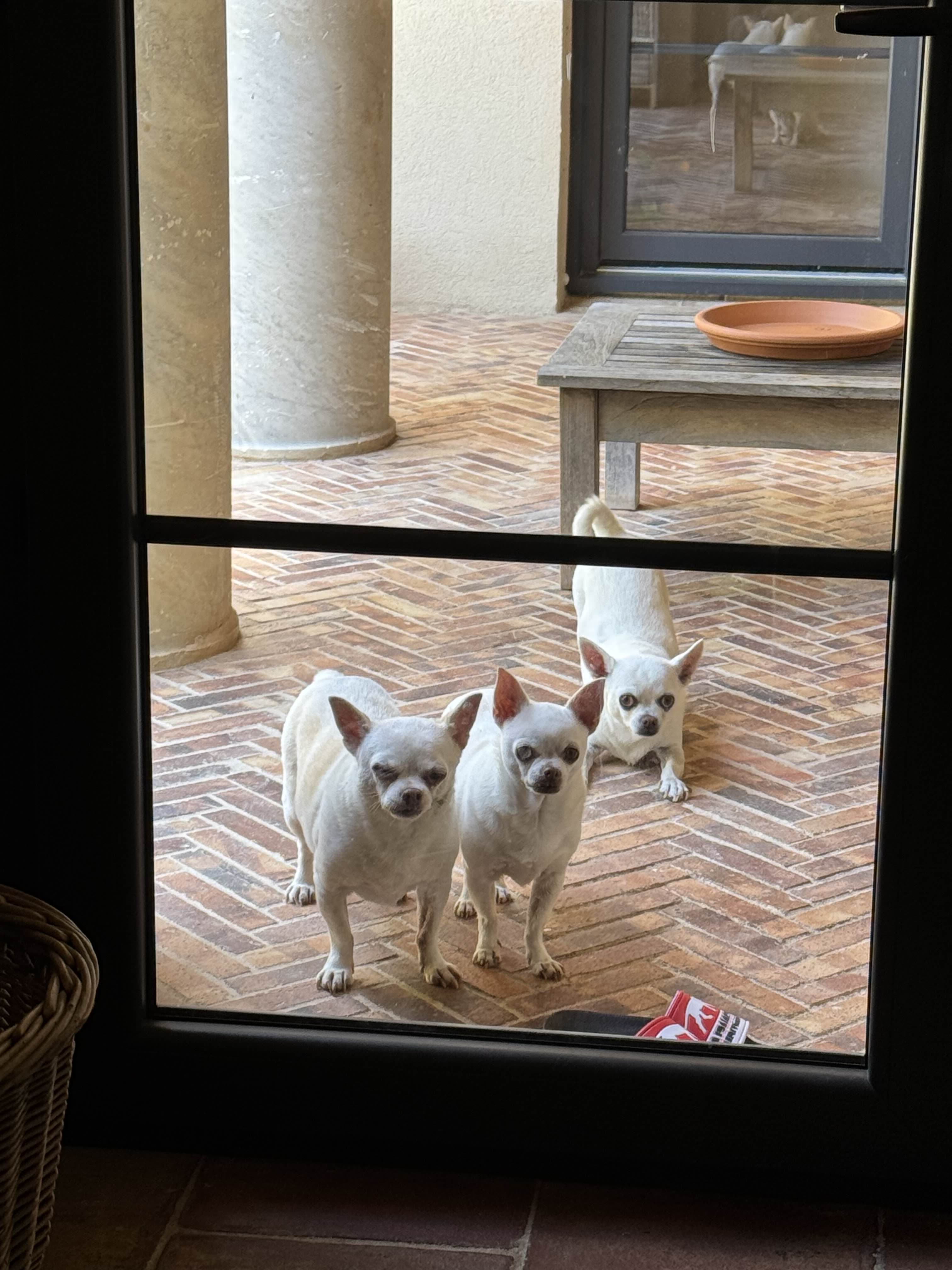 Photo de nos compagnons