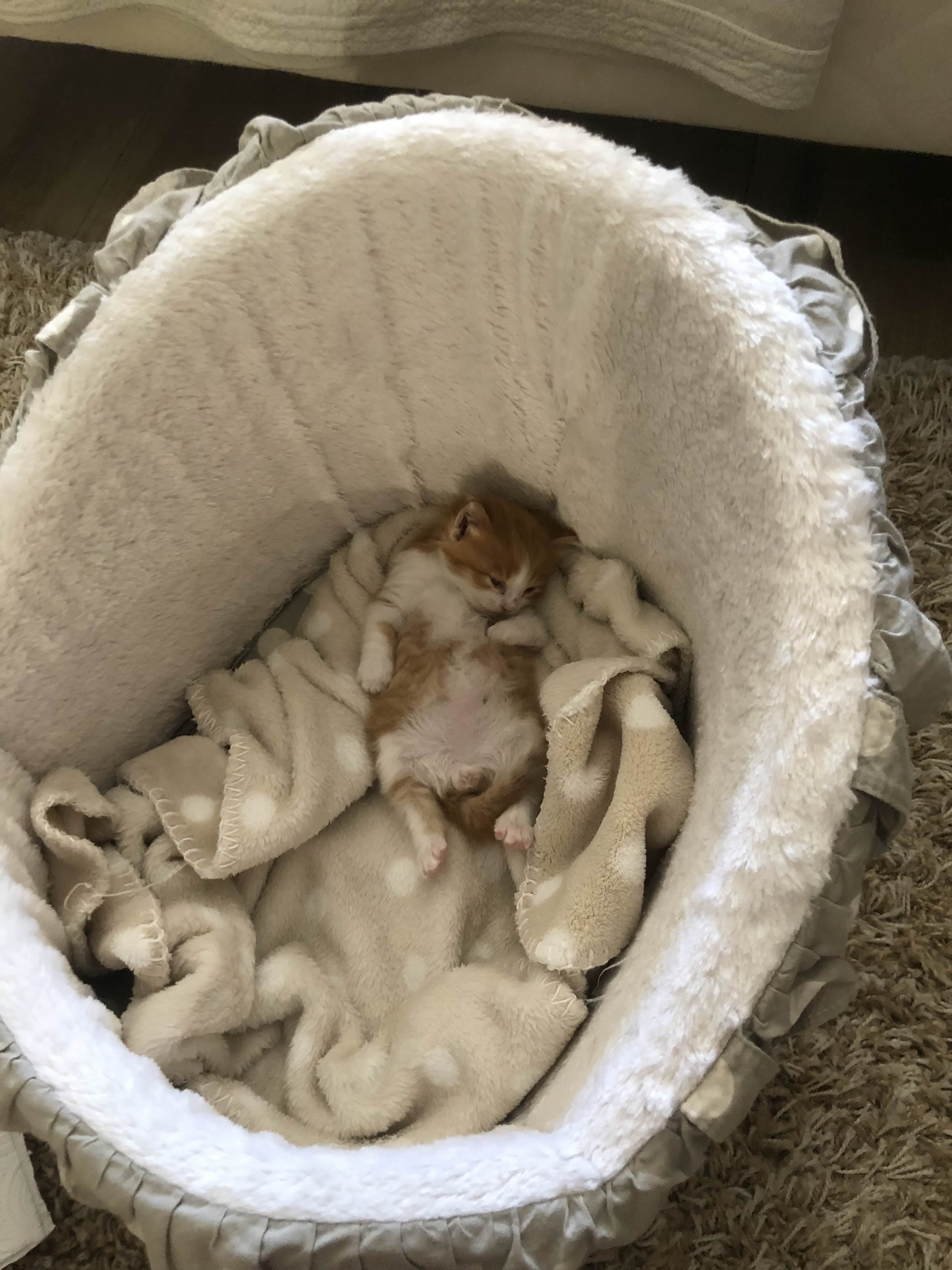 Photo de nos compagnons