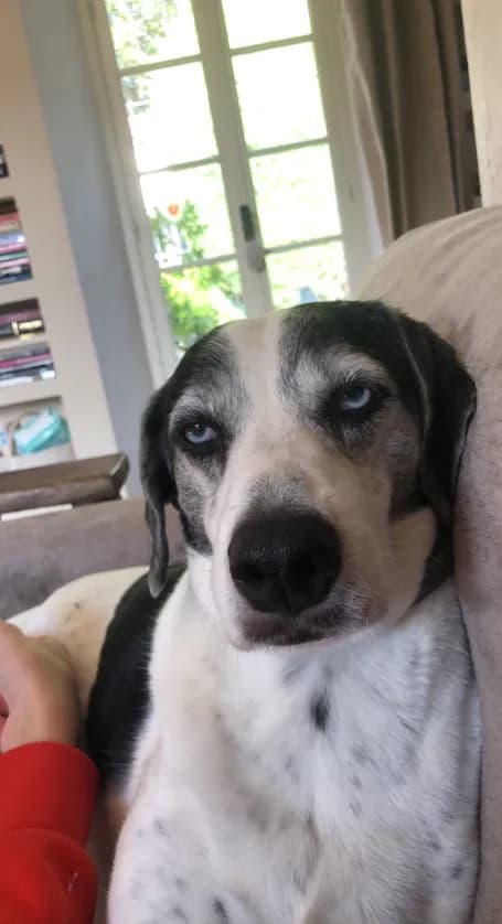 Photo de nos compagnons