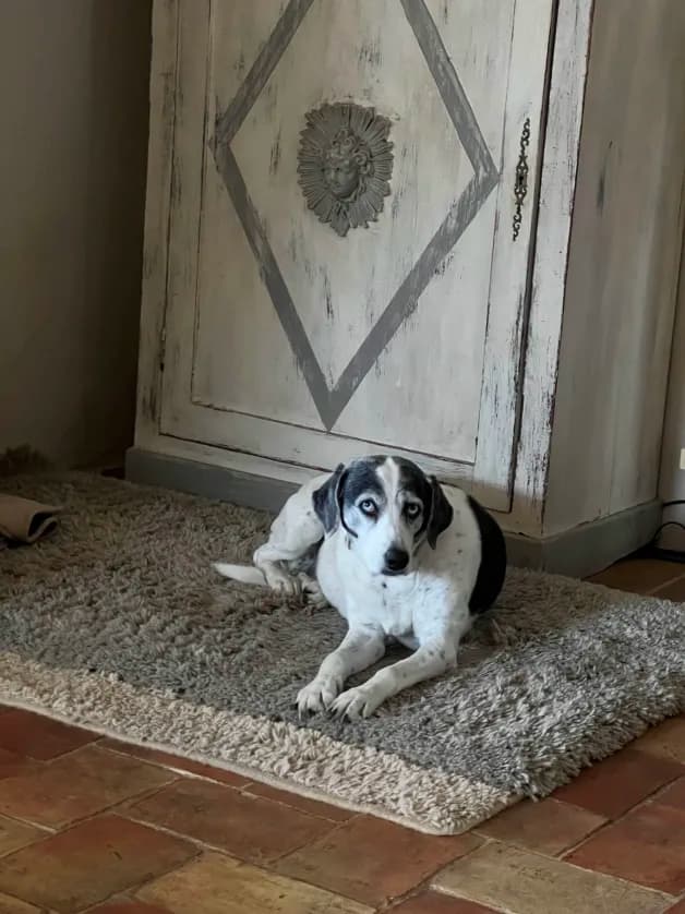 Photo de nos compagnons