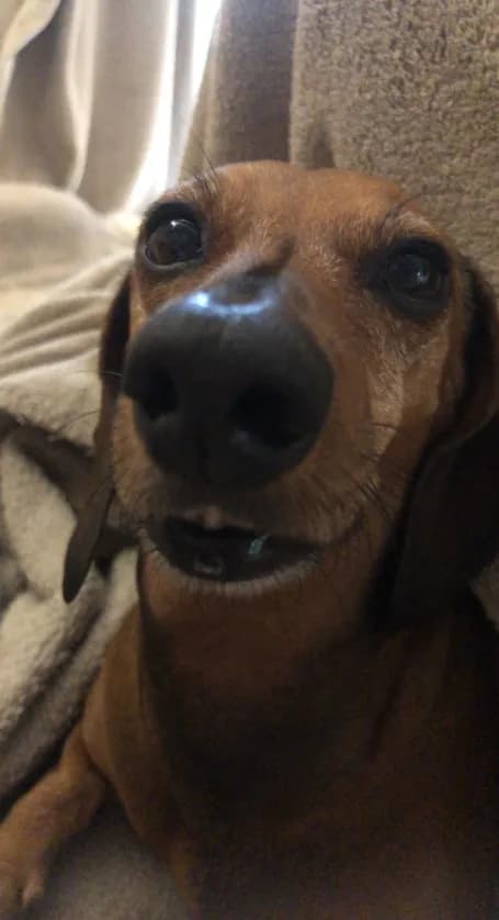 Photo de nos compagnons