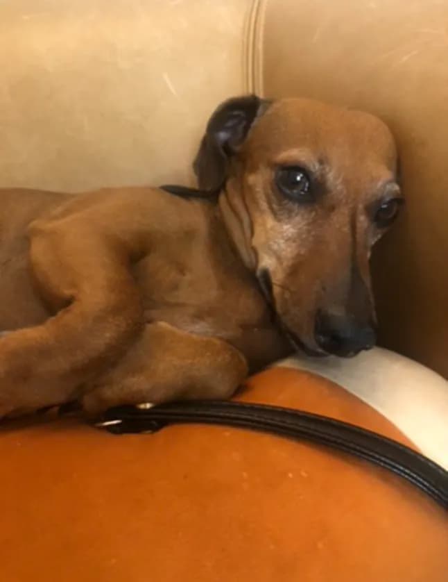 Photo de nos compagnons