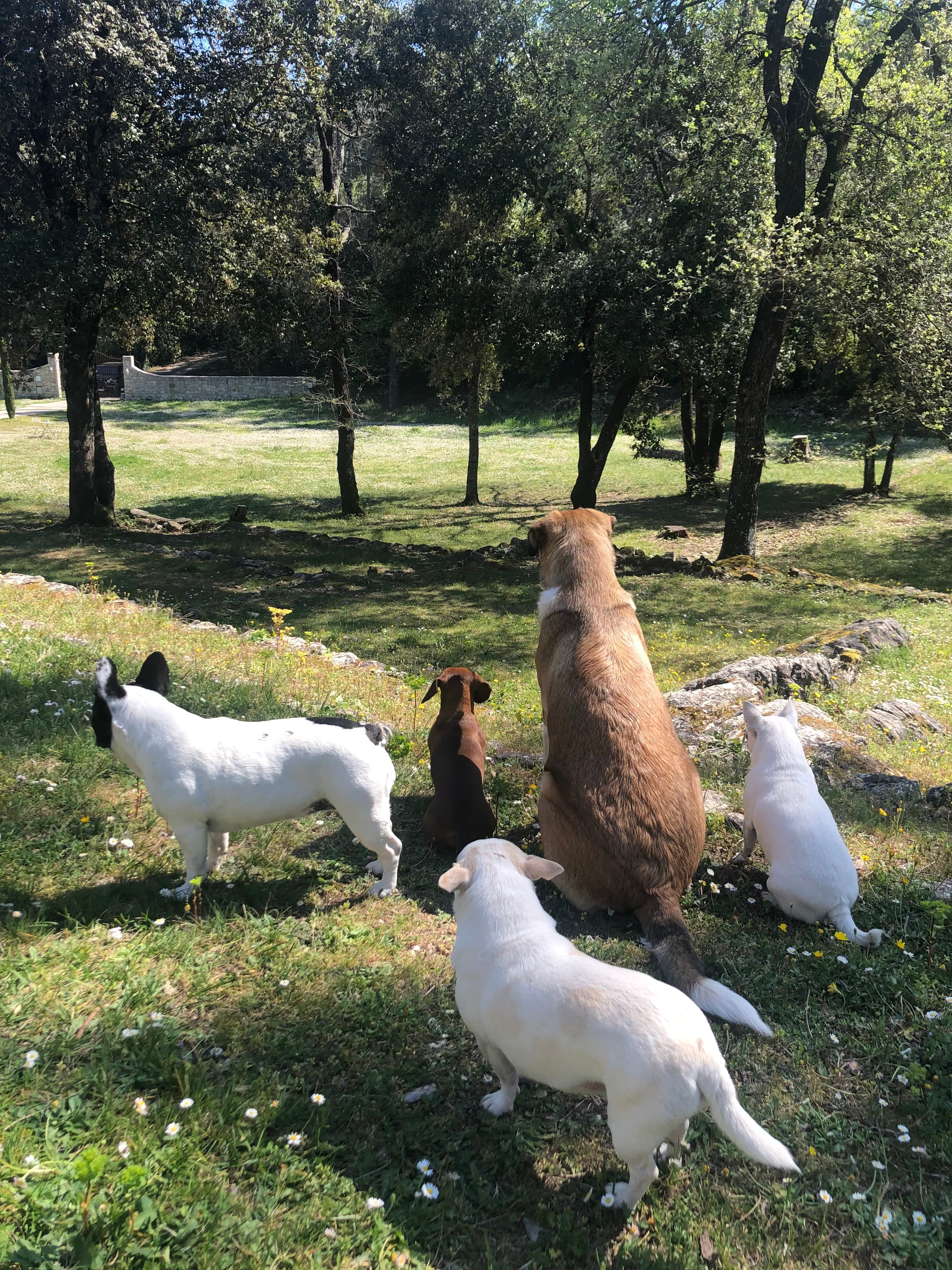 Photo de nos compagnons