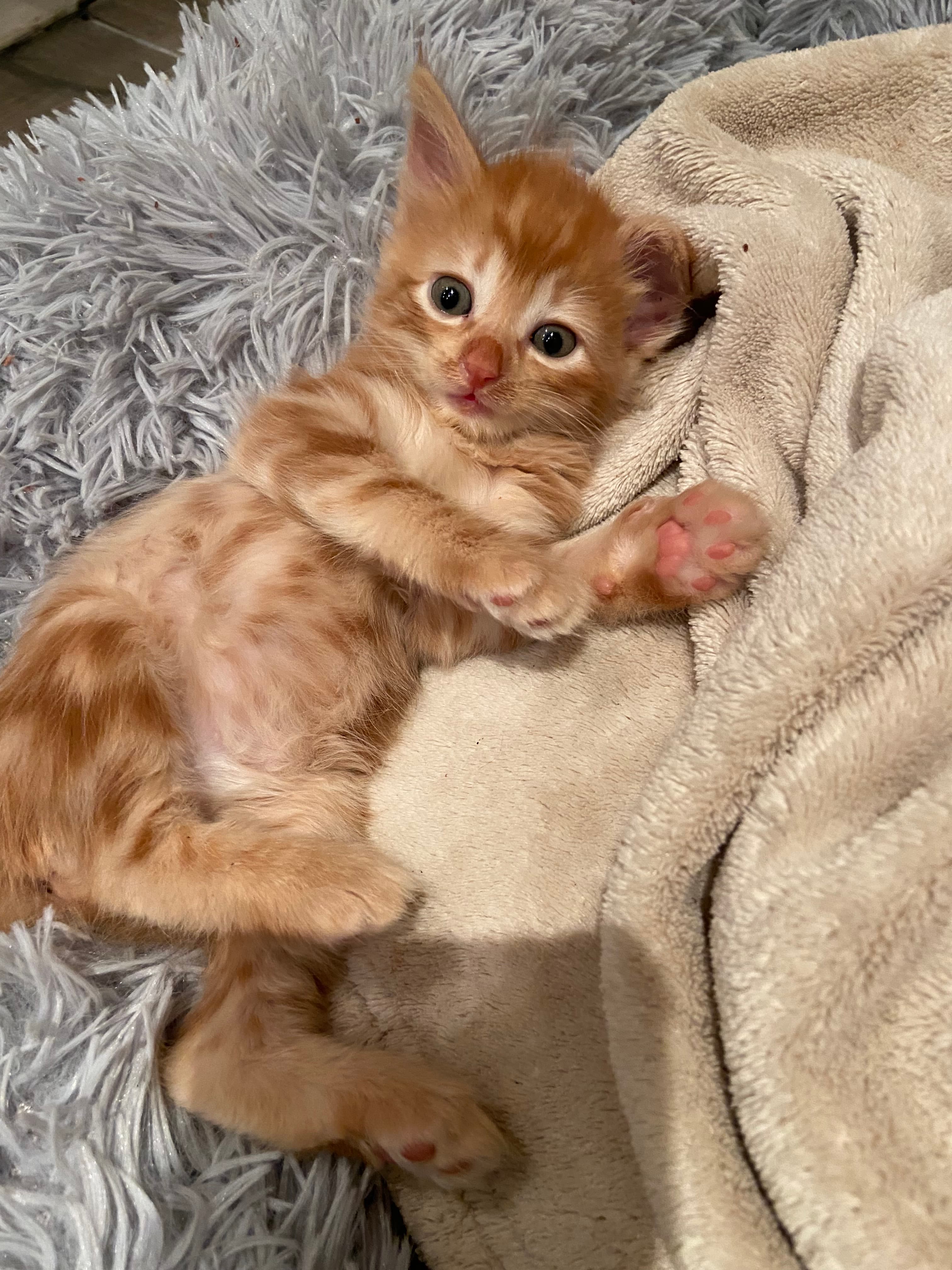 Photo de nos compagnons