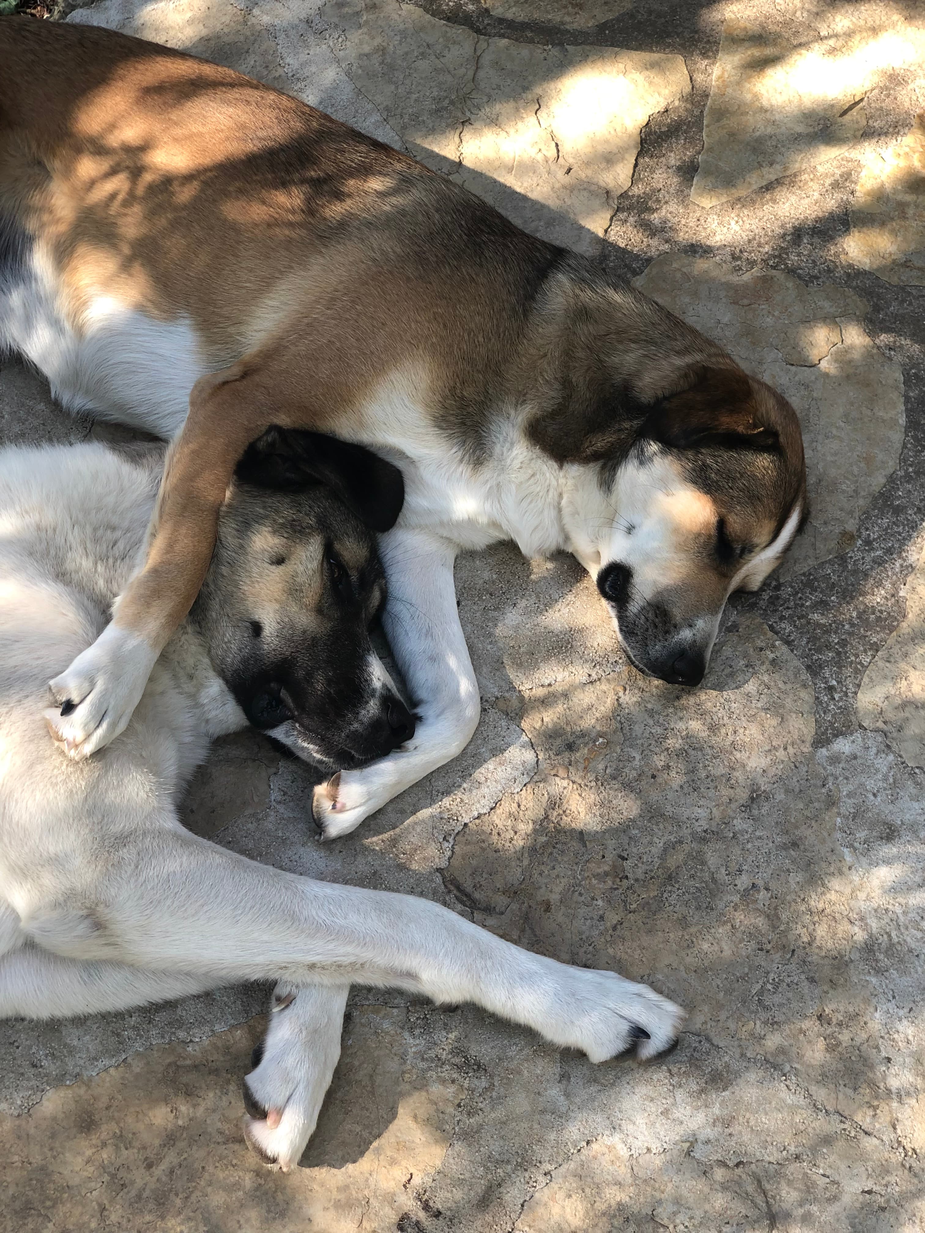 Photo de nos compagnons