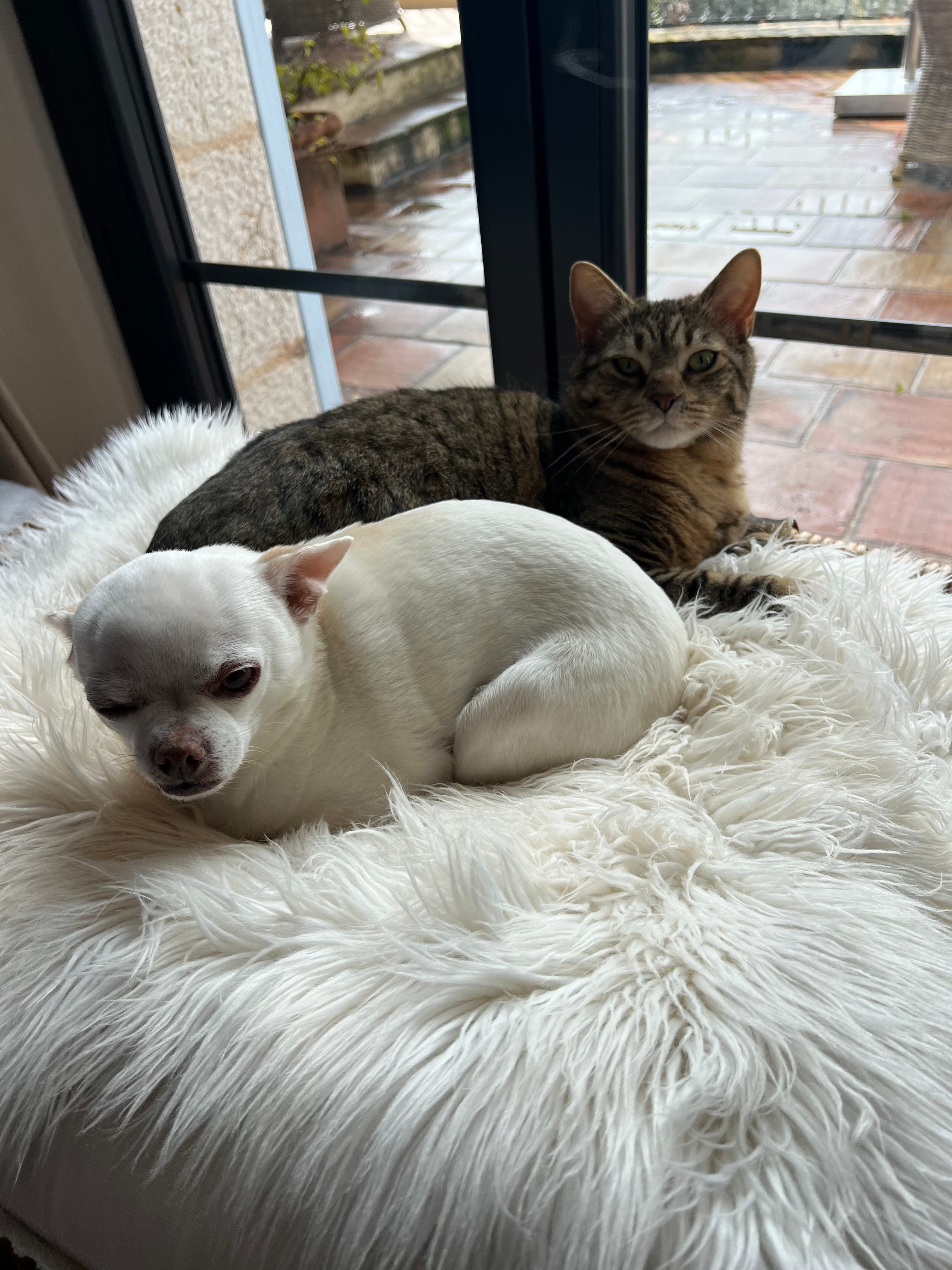 Photo de nos compagnons