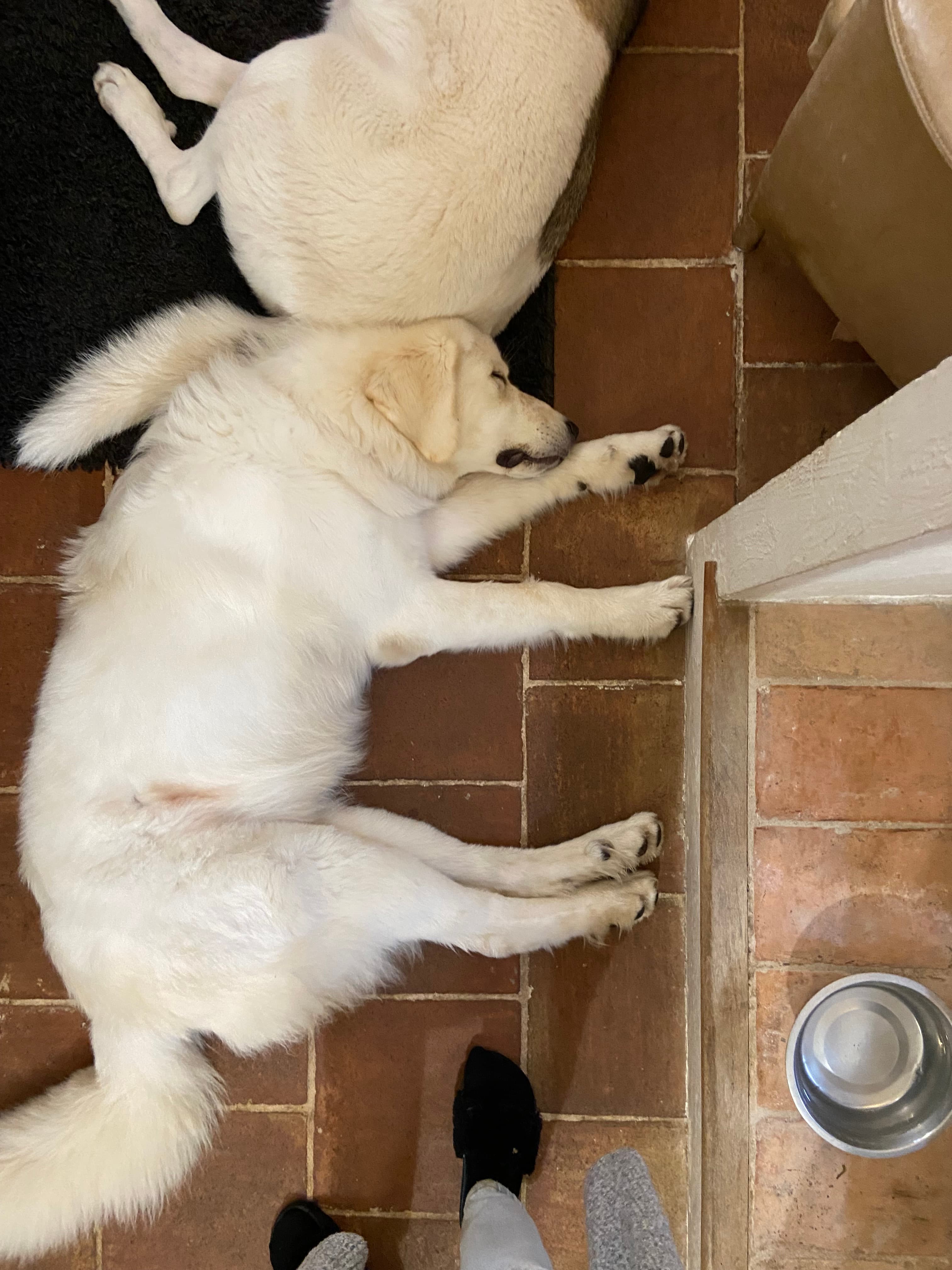 Photo de nos compagnons