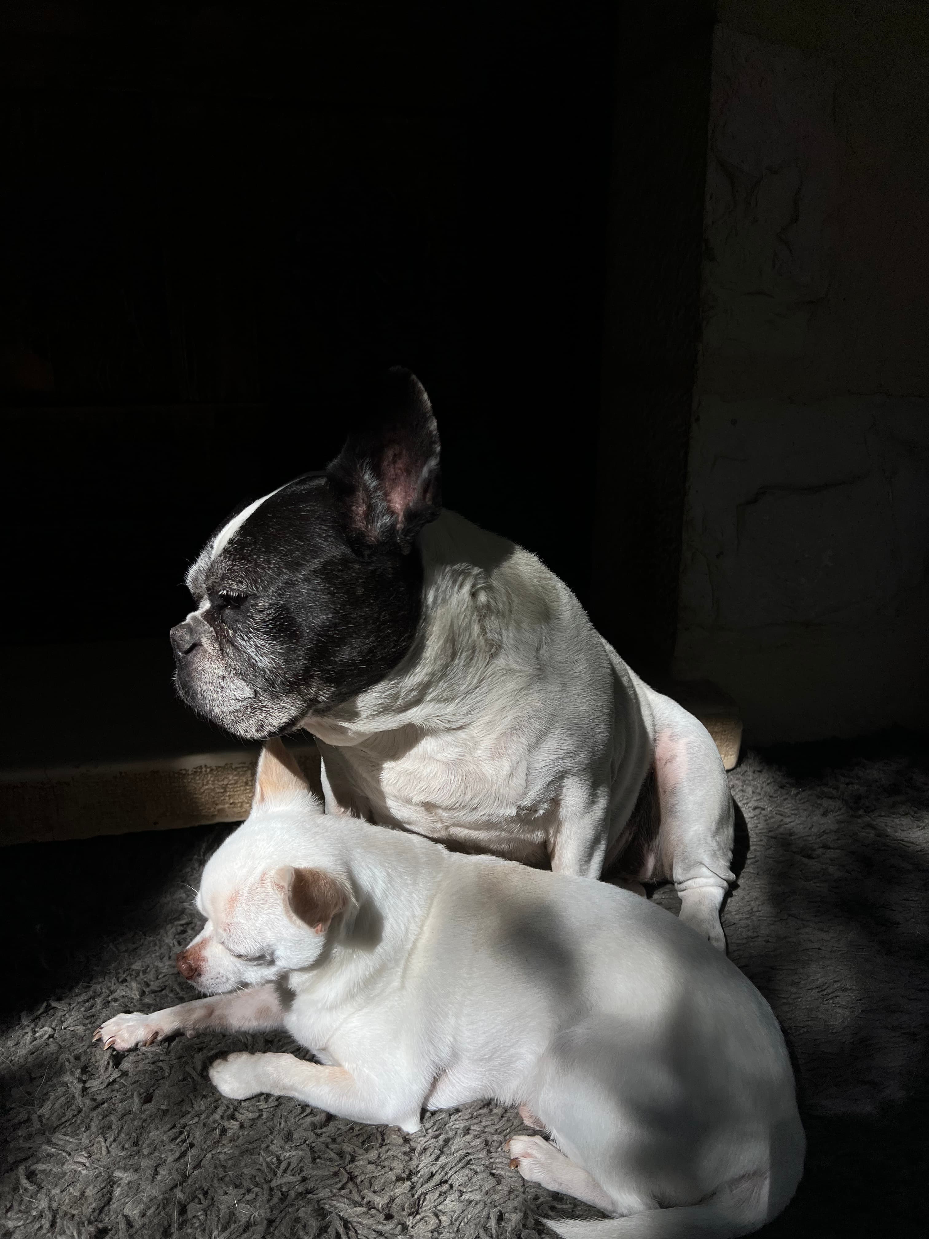 Photo de nos compagnons