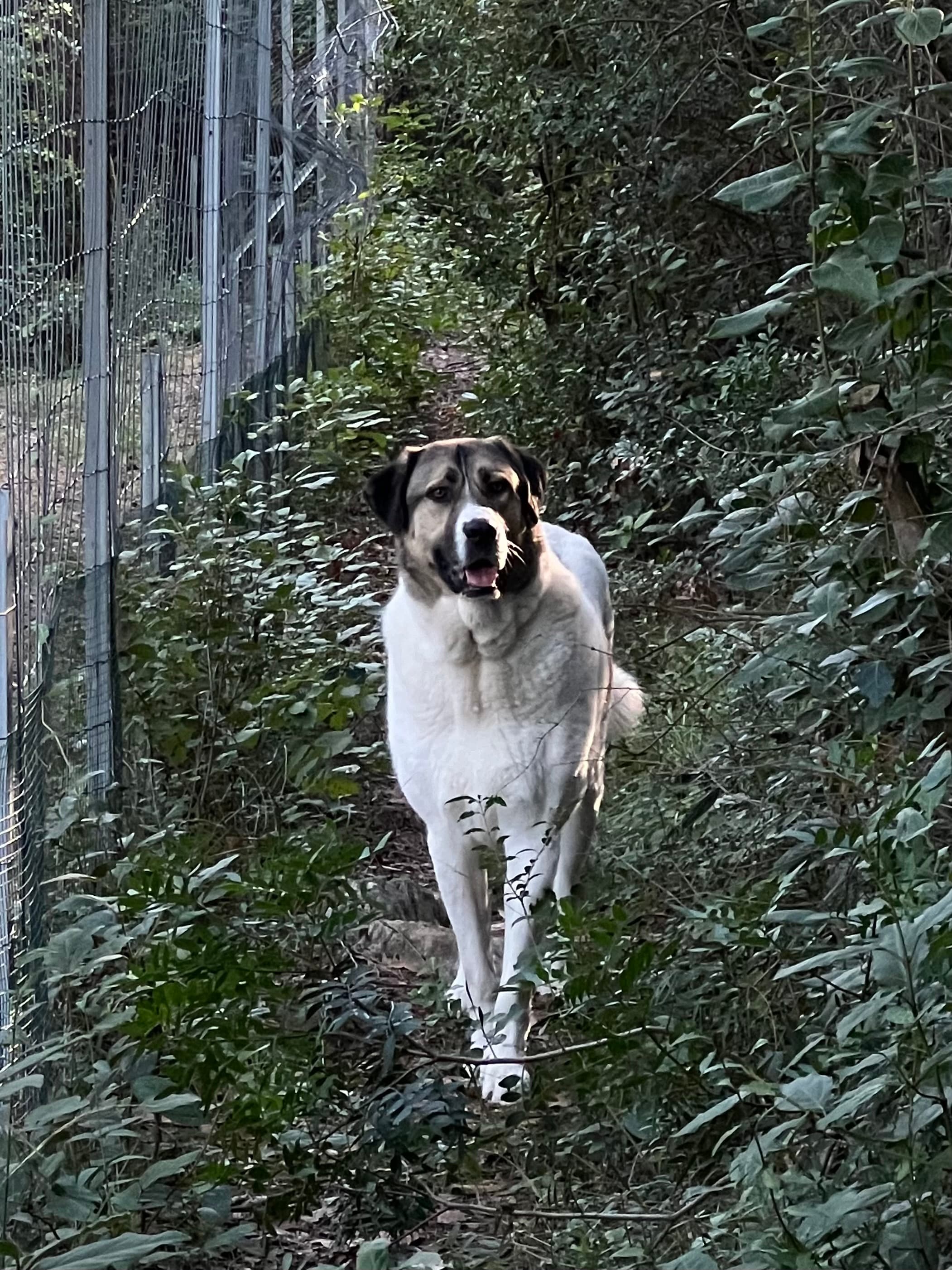 Photo de nos compagnons