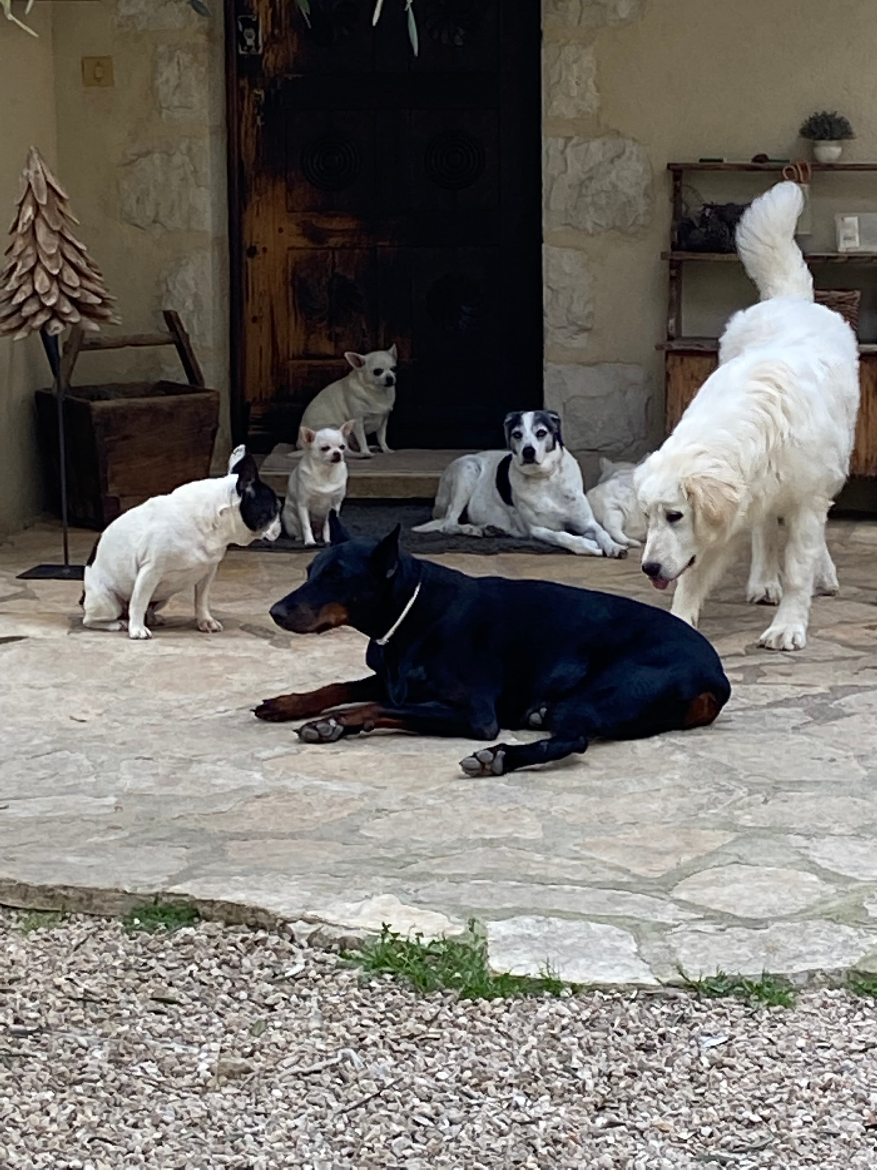 Photo de nos compagnons