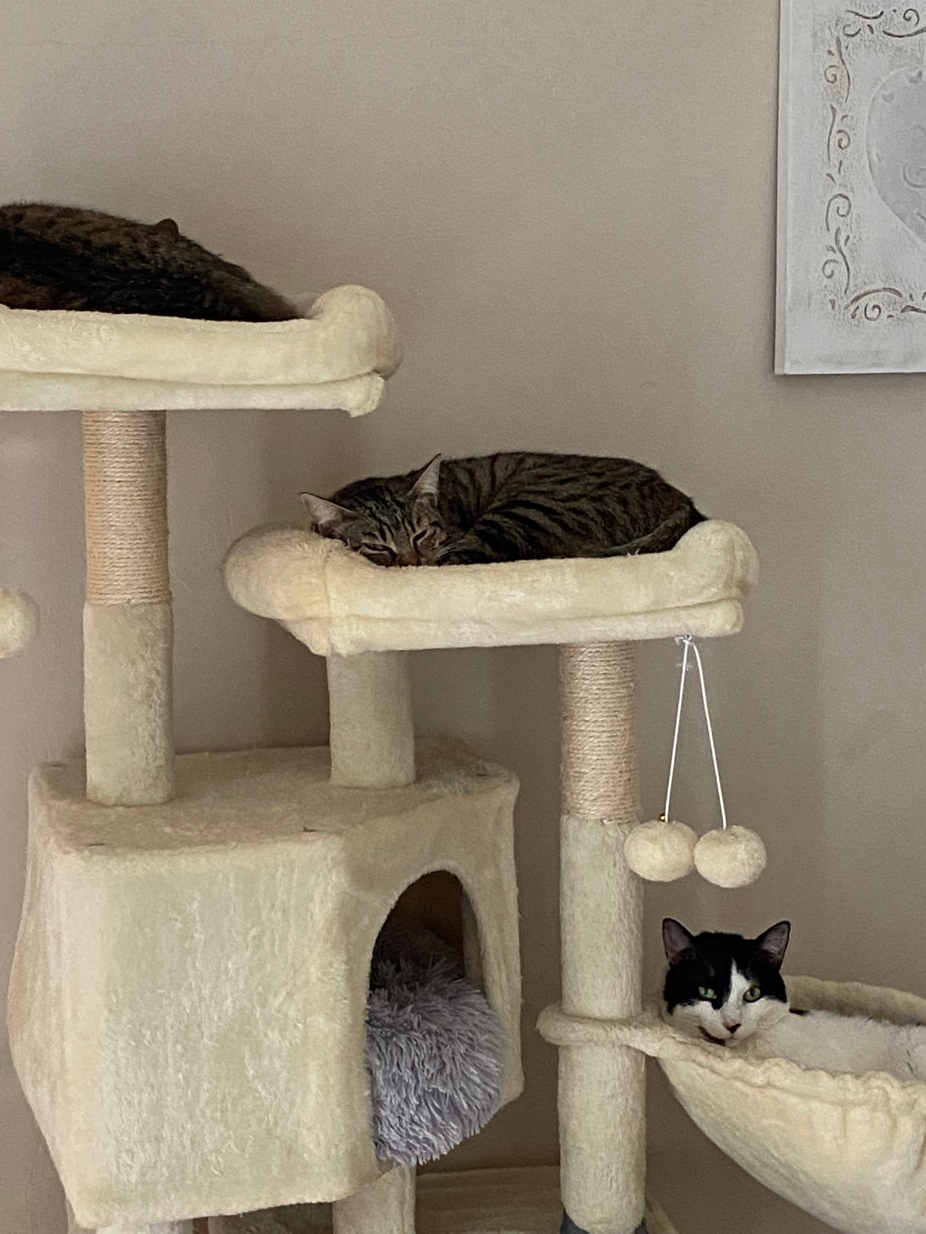 Photo de nos compagnons