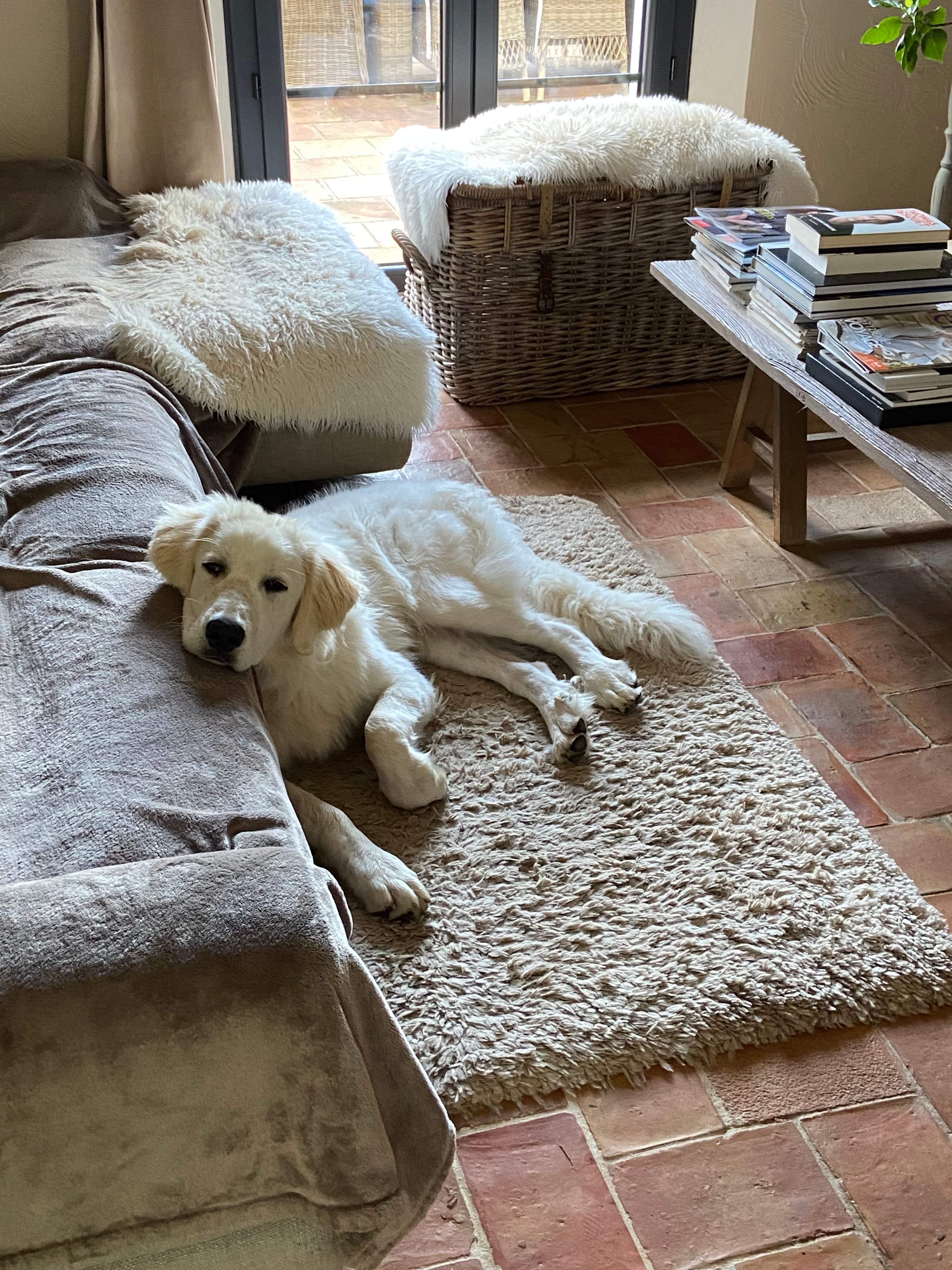 Photo de nos compagnons