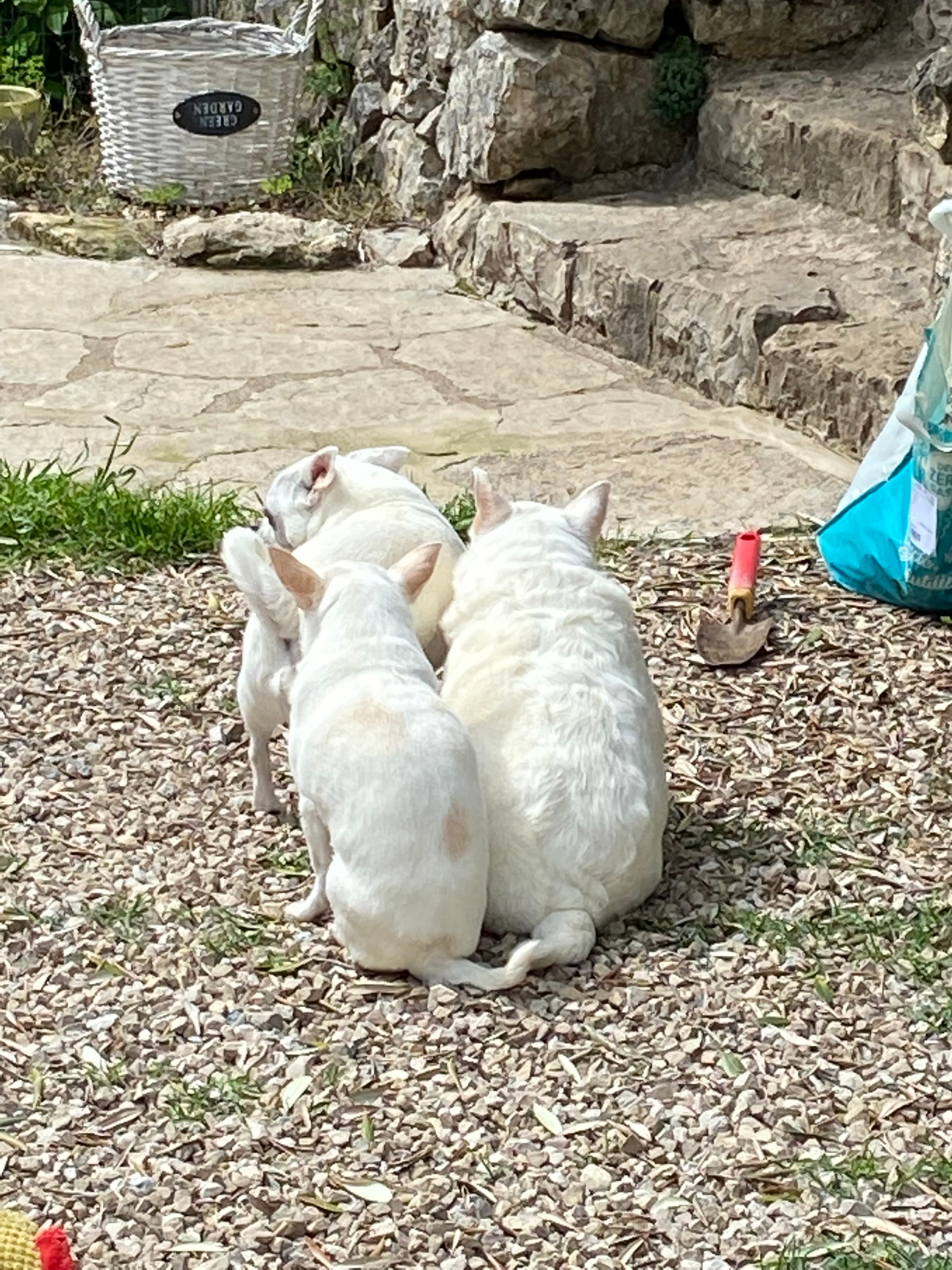 Photo de nos compagnons