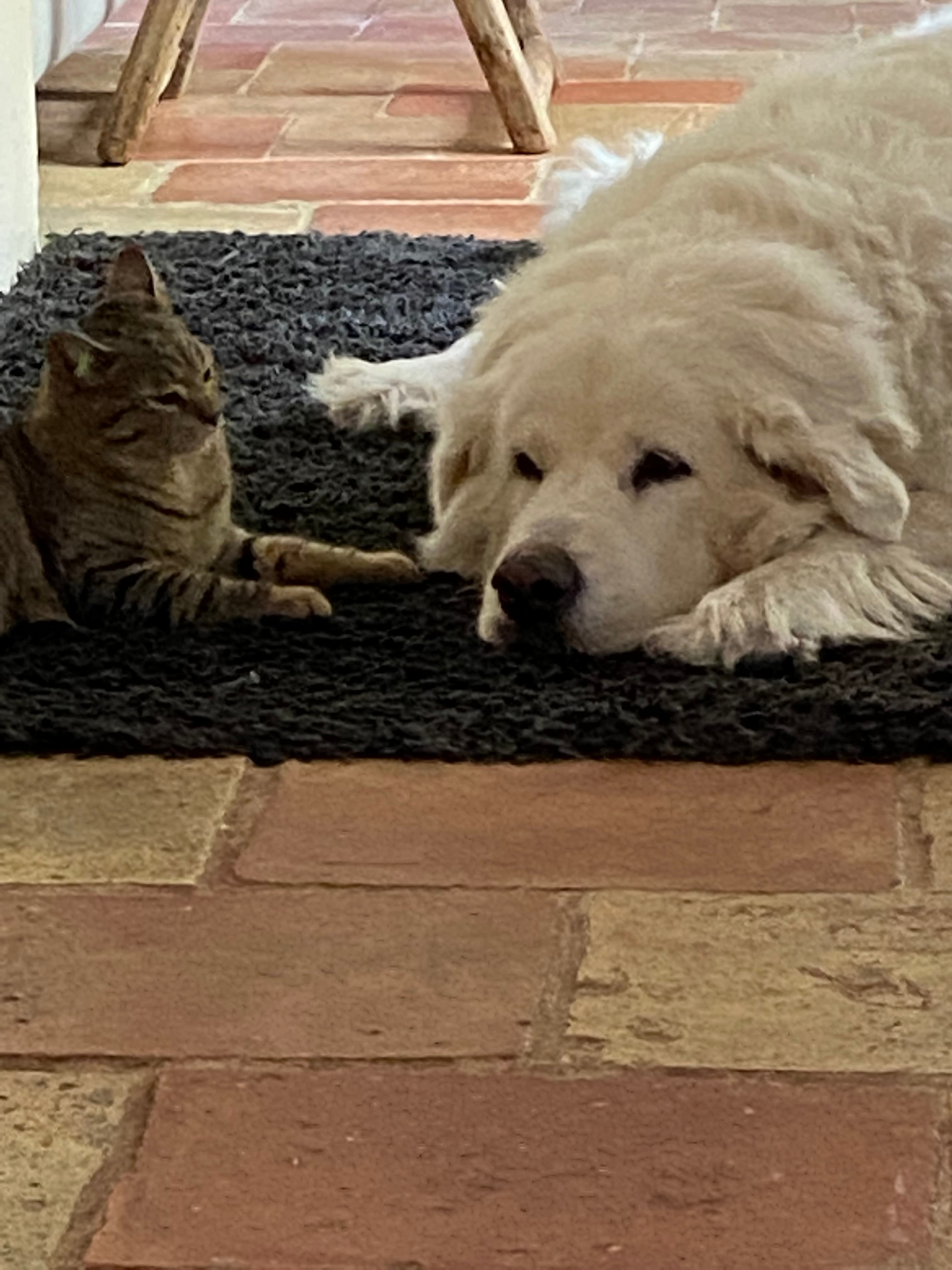 Photo de nos compagnons