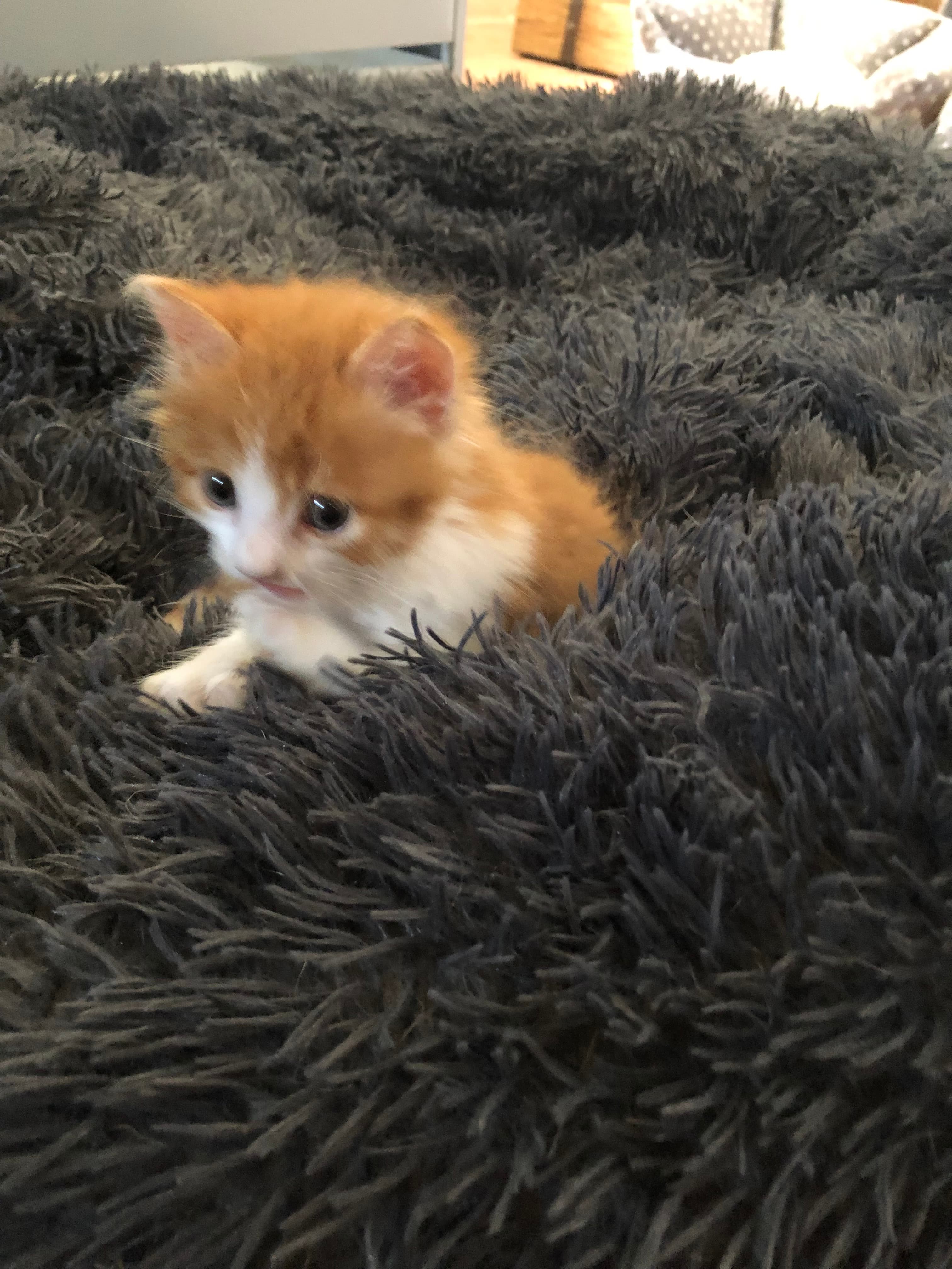 Photo de nos compagnons