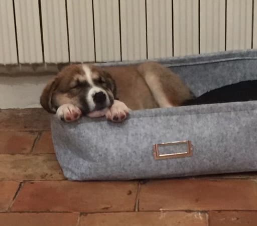 Photo de nos compagnons