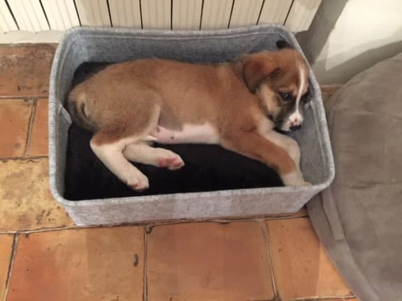 Photo de nos compagnons