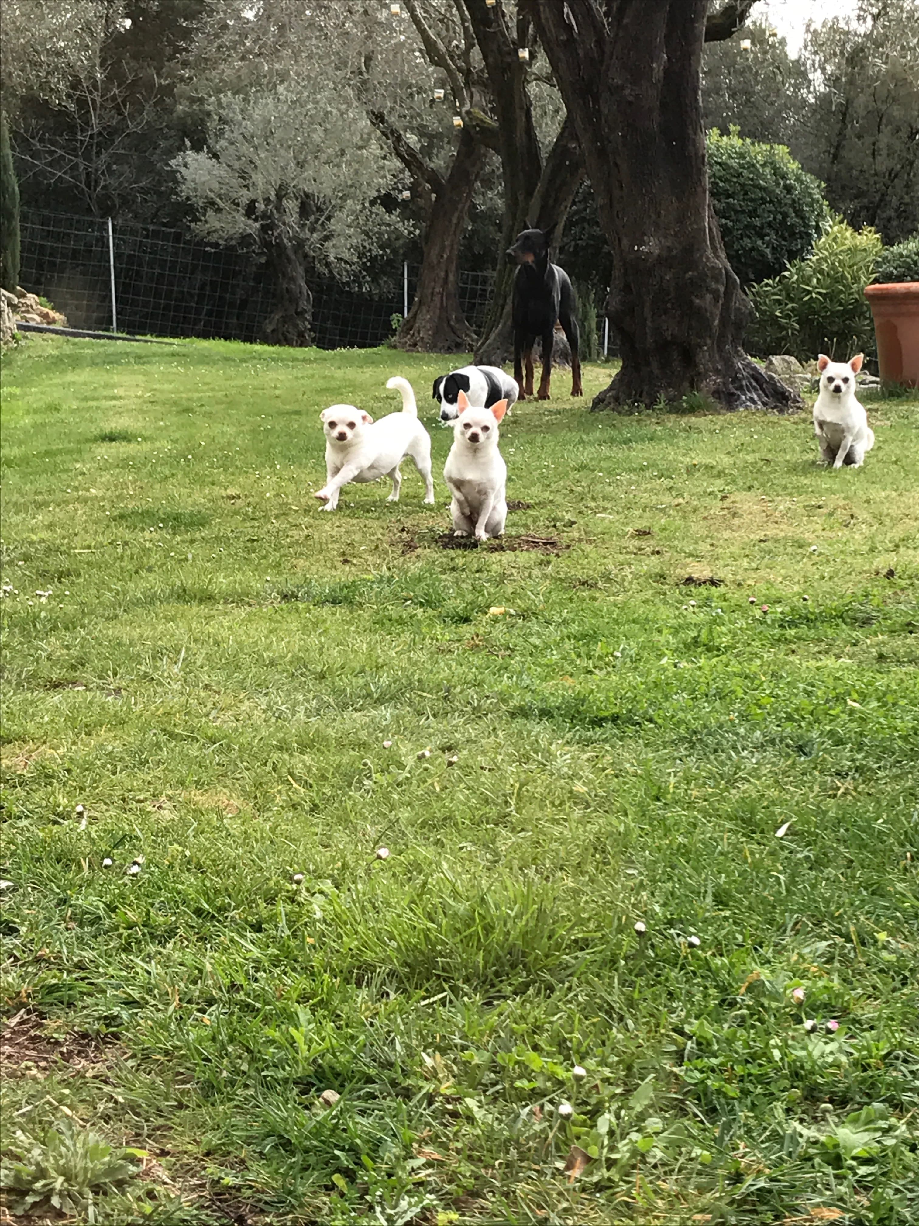 Photo de nos compagnons