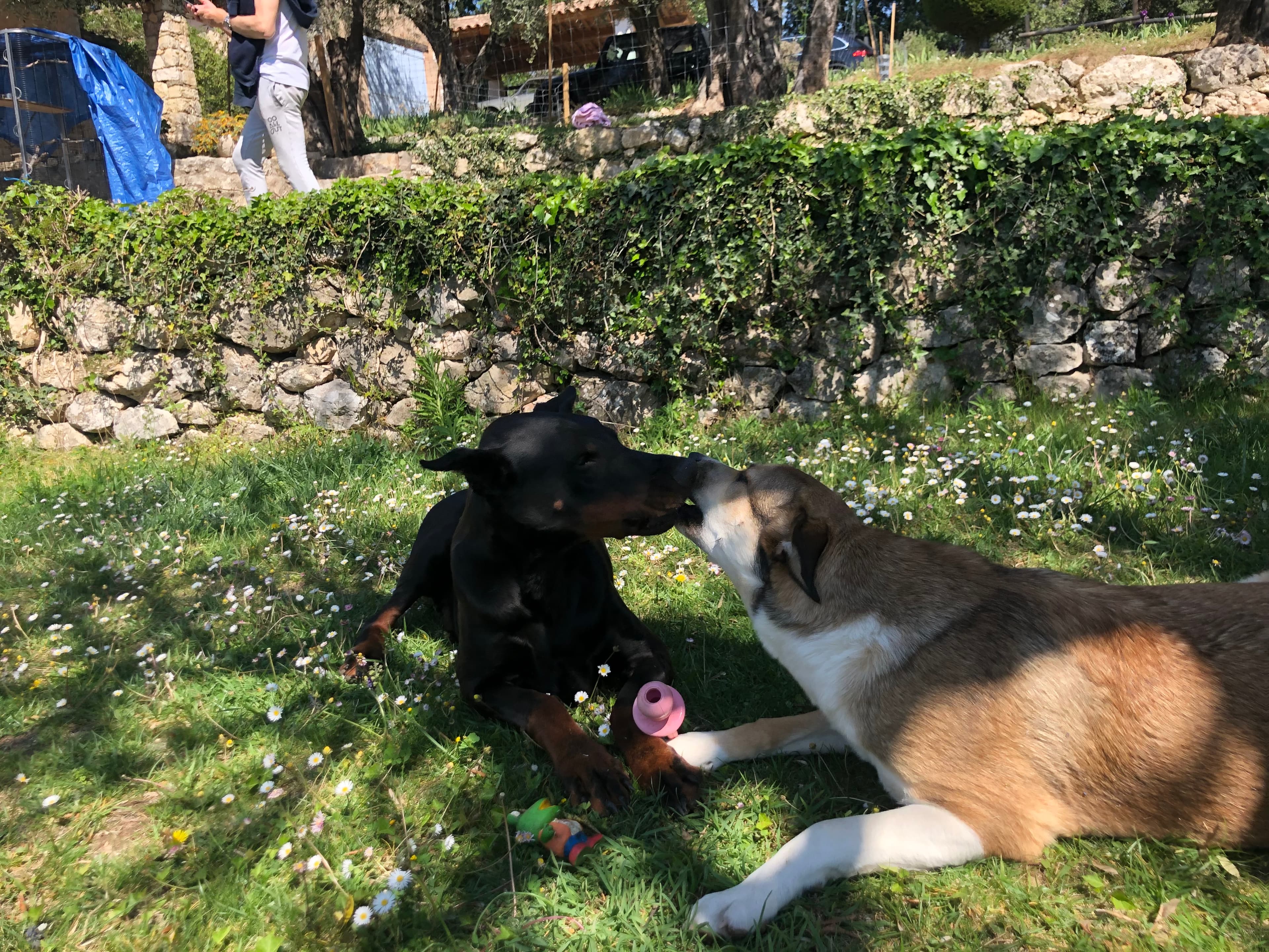 Photo de nos compagnons