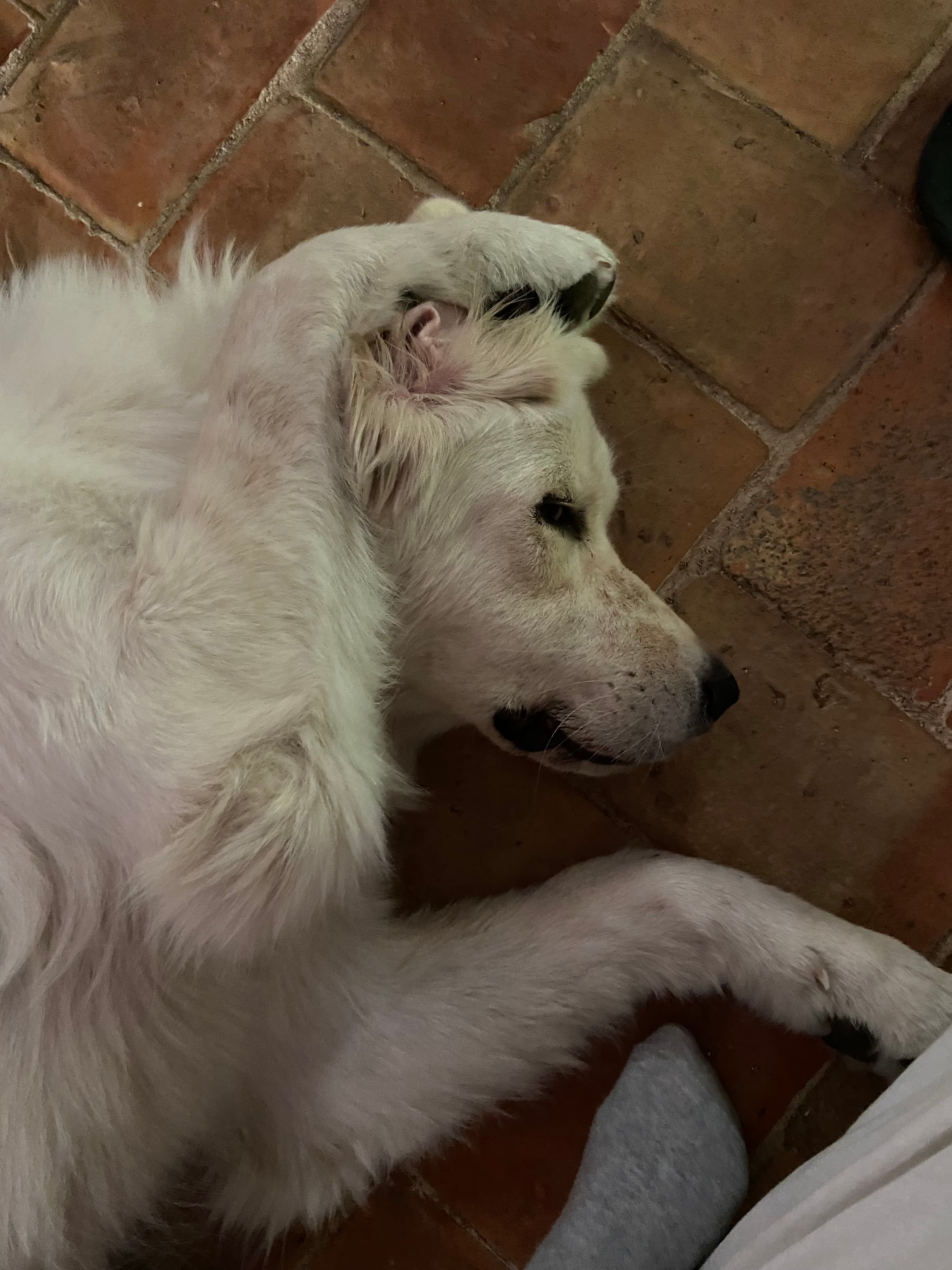 Photo de nos compagnons