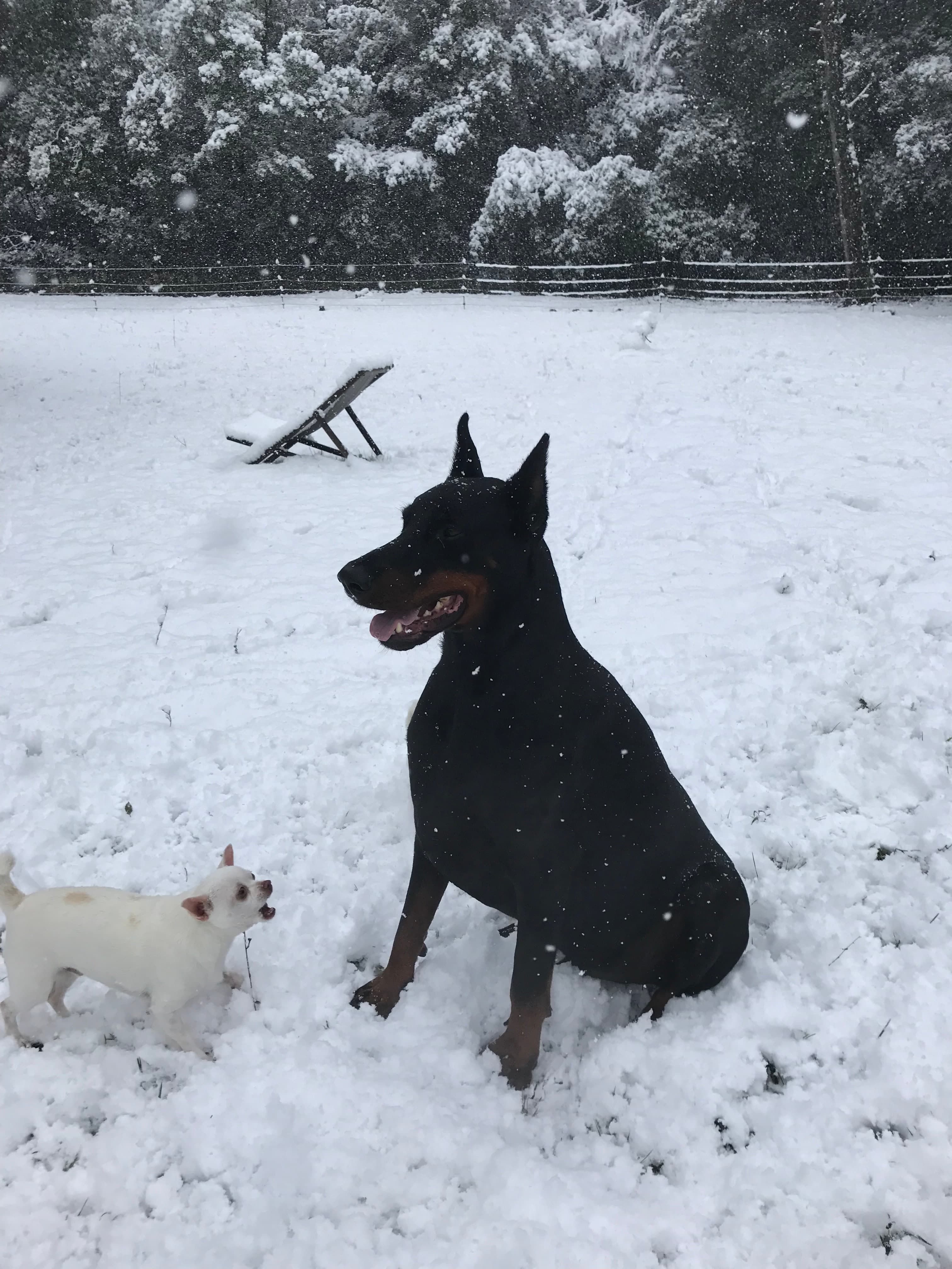 Photo de nos compagnons