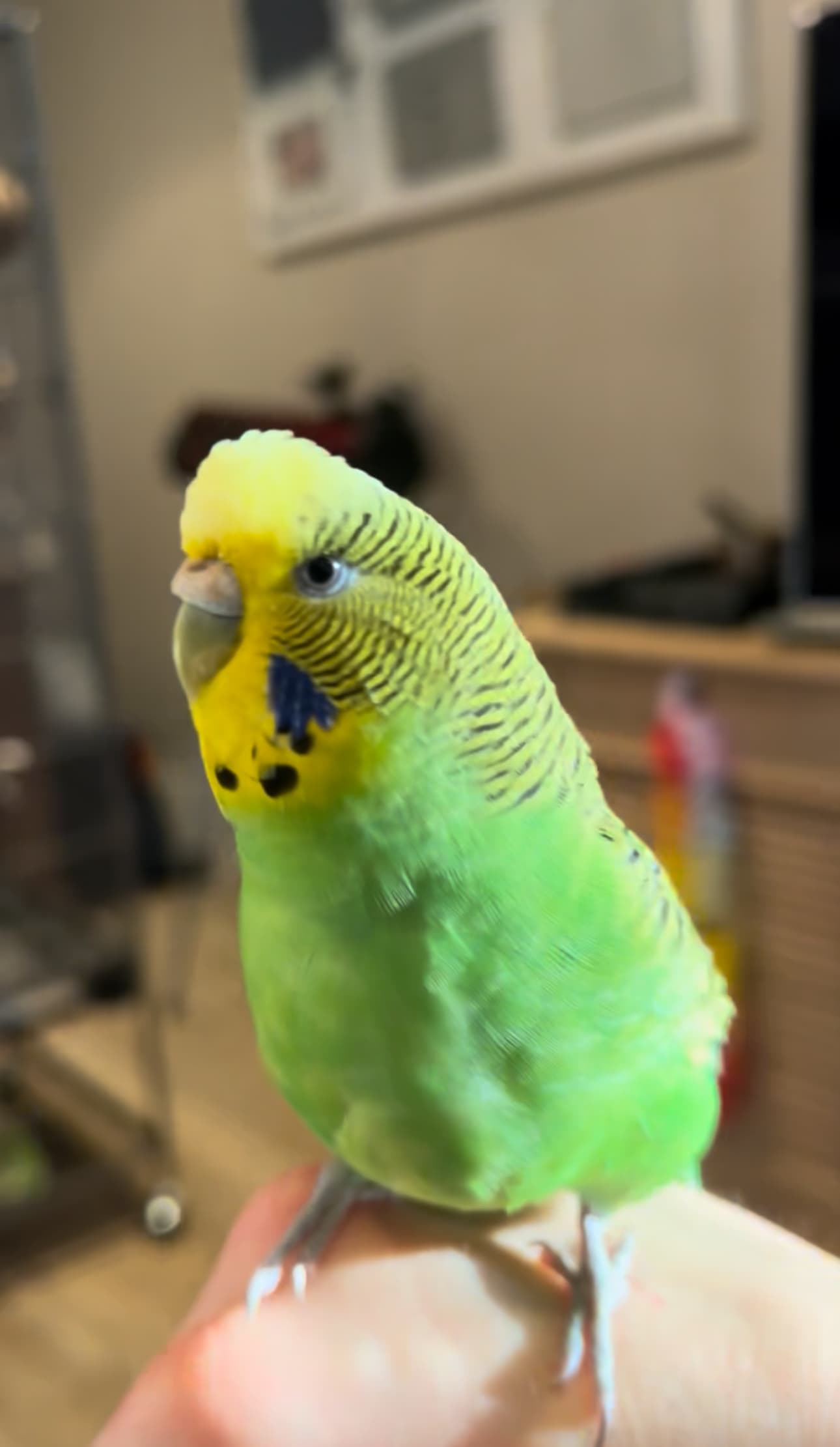 Photo de nos compagnons