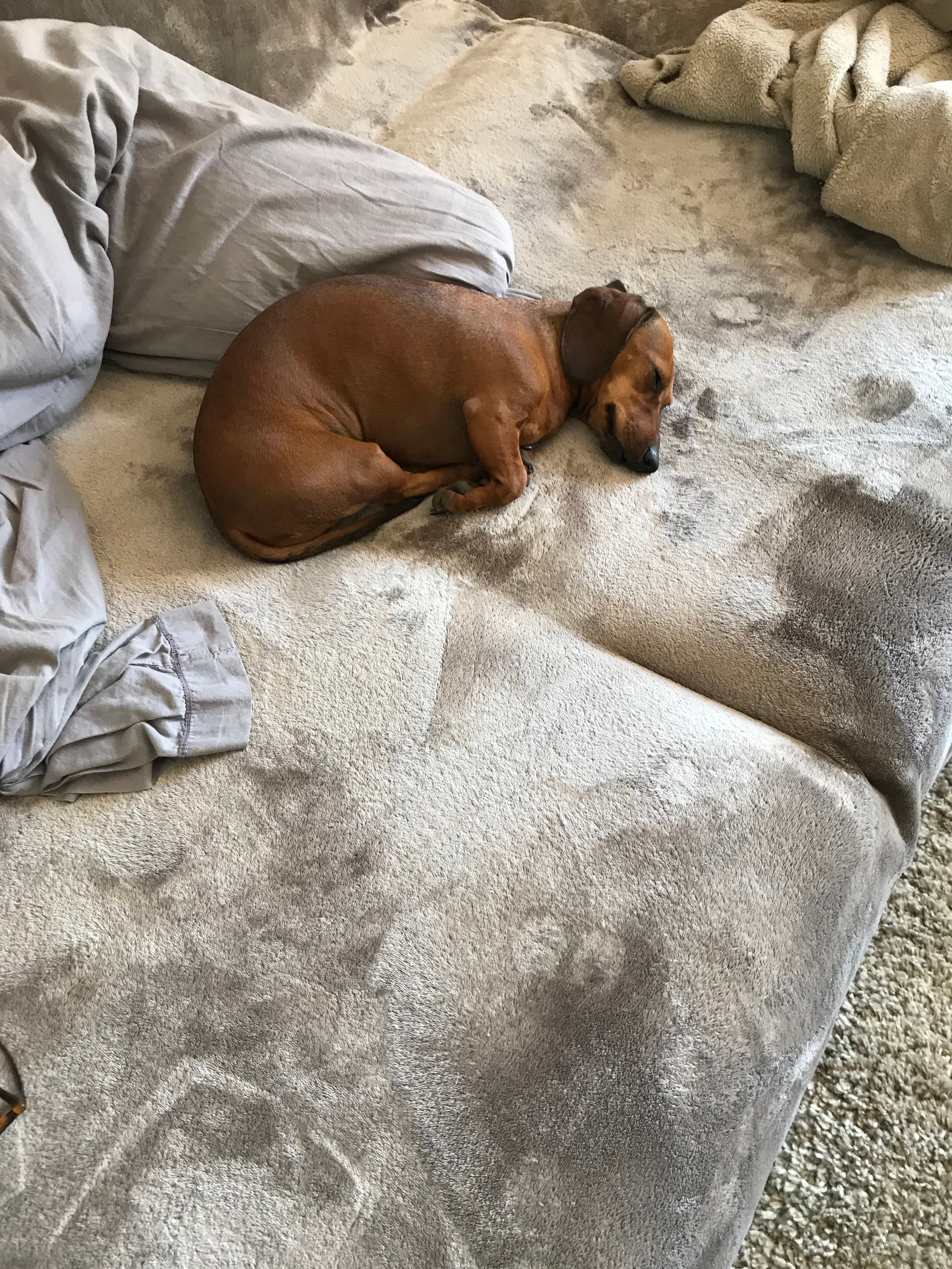 Photo de nos compagnons